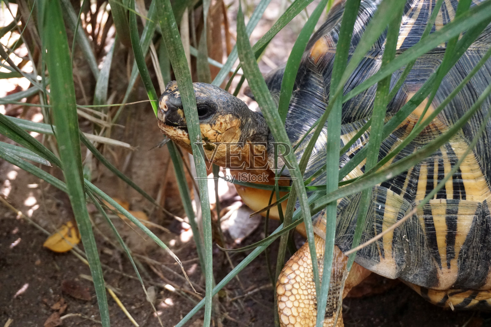 辐射龟的肖像，辐射龟照片摄影图片