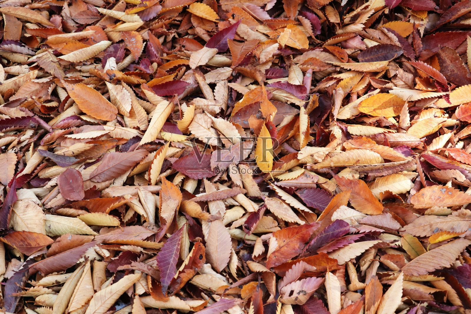 地上满是落叶。照片摄影图片