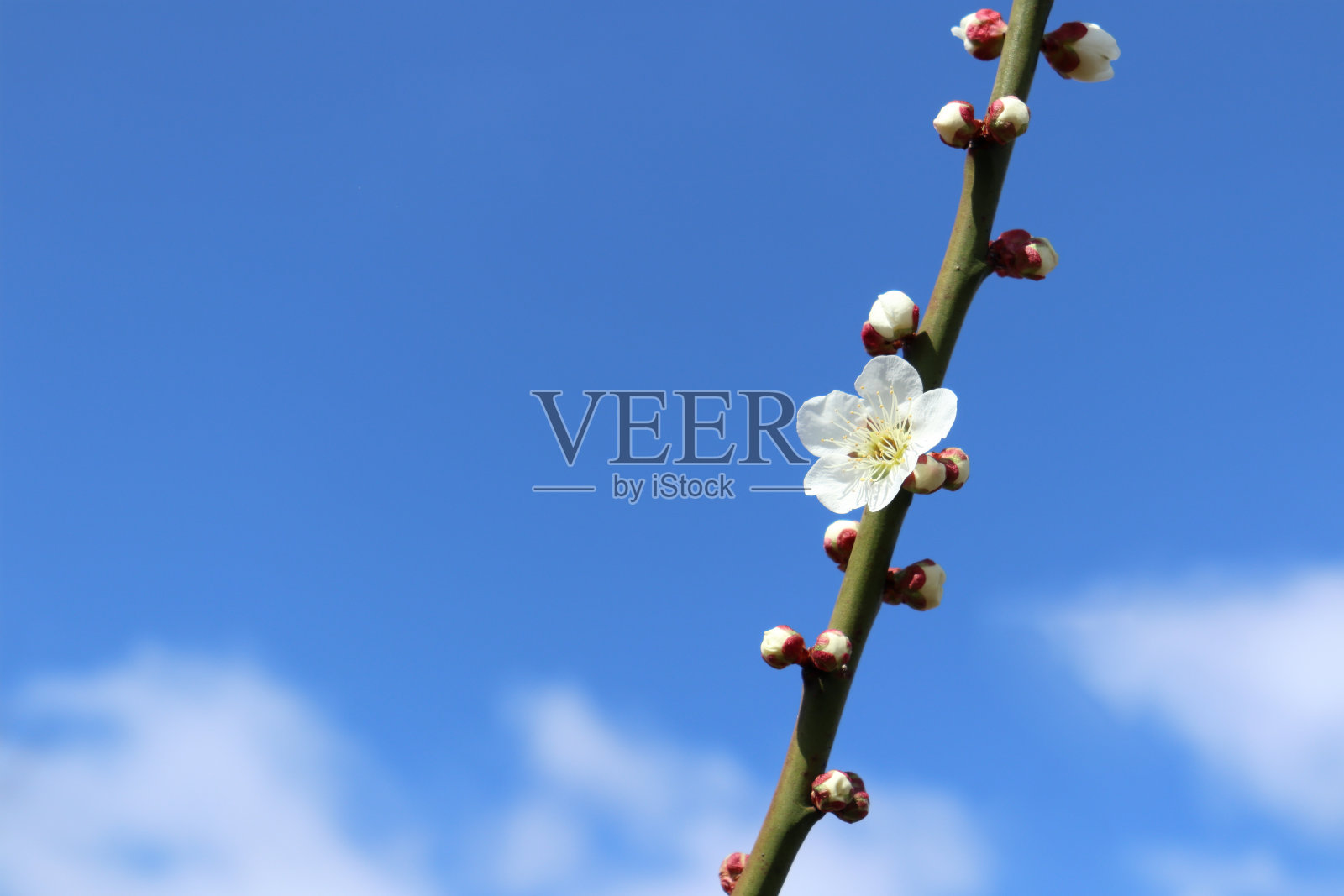 一棵只开一朵花的白梅树。照片摄影图片