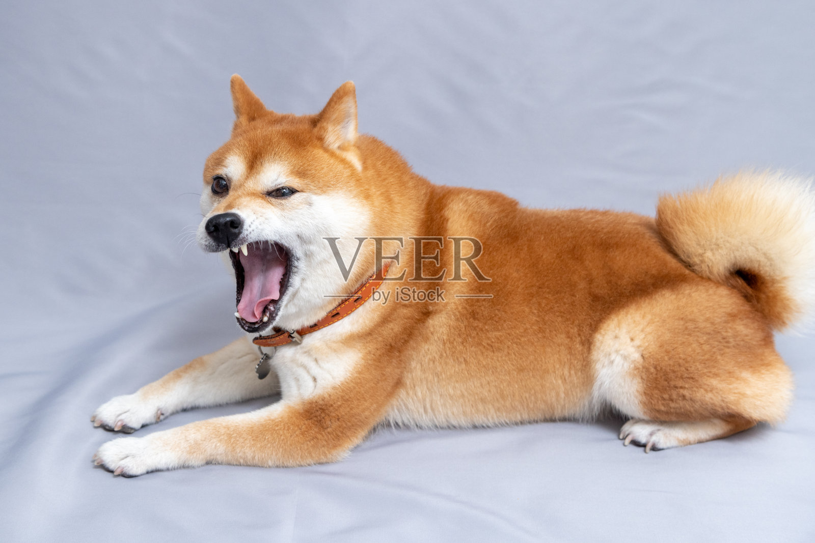 狗坐在床上的特写镜头照片摄影图片