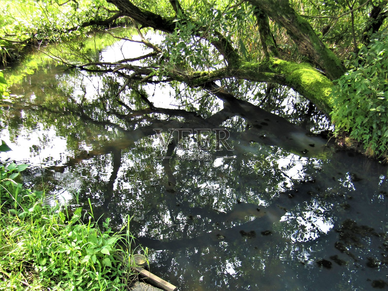 日本。7月。小森林湖。照片摄影图片