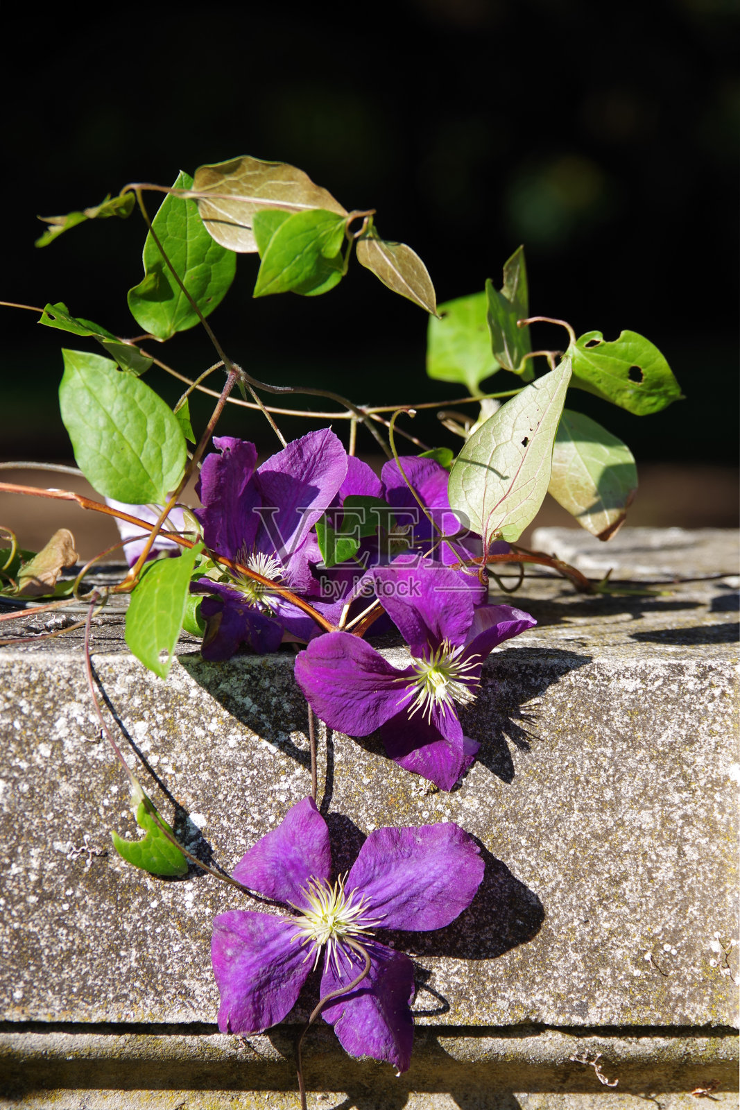 紫色的葡萄照片摄影图片