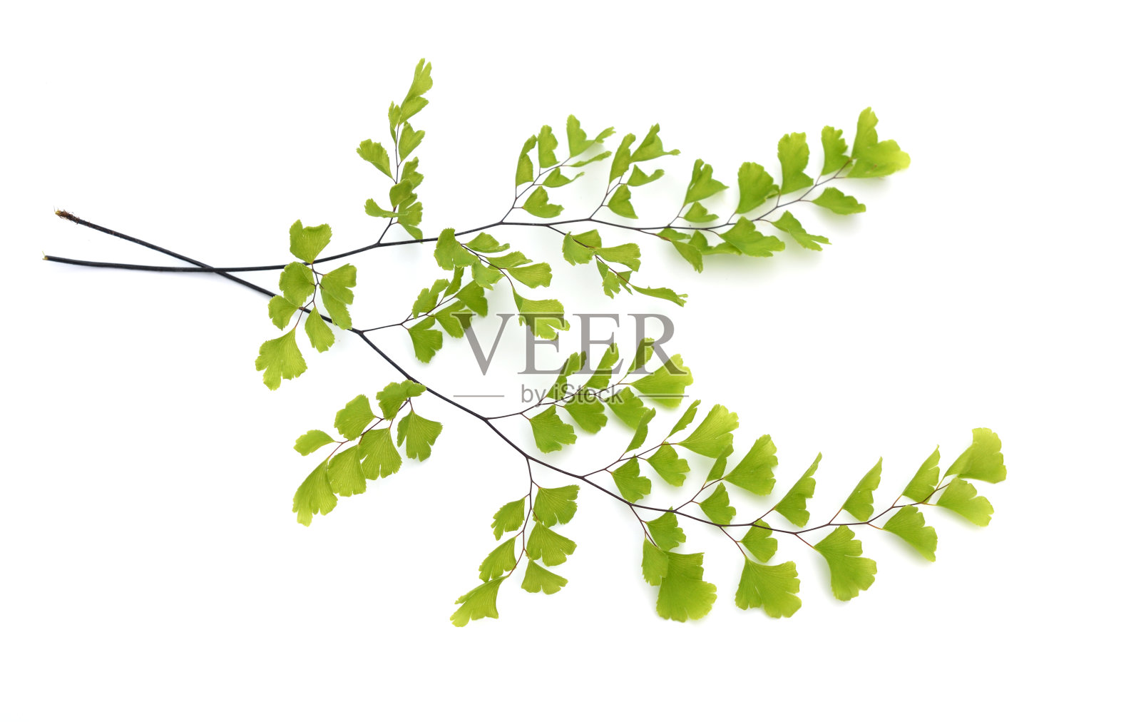 铁线蕨或铁线蕨。在白色背景上隔离照片摄影图片