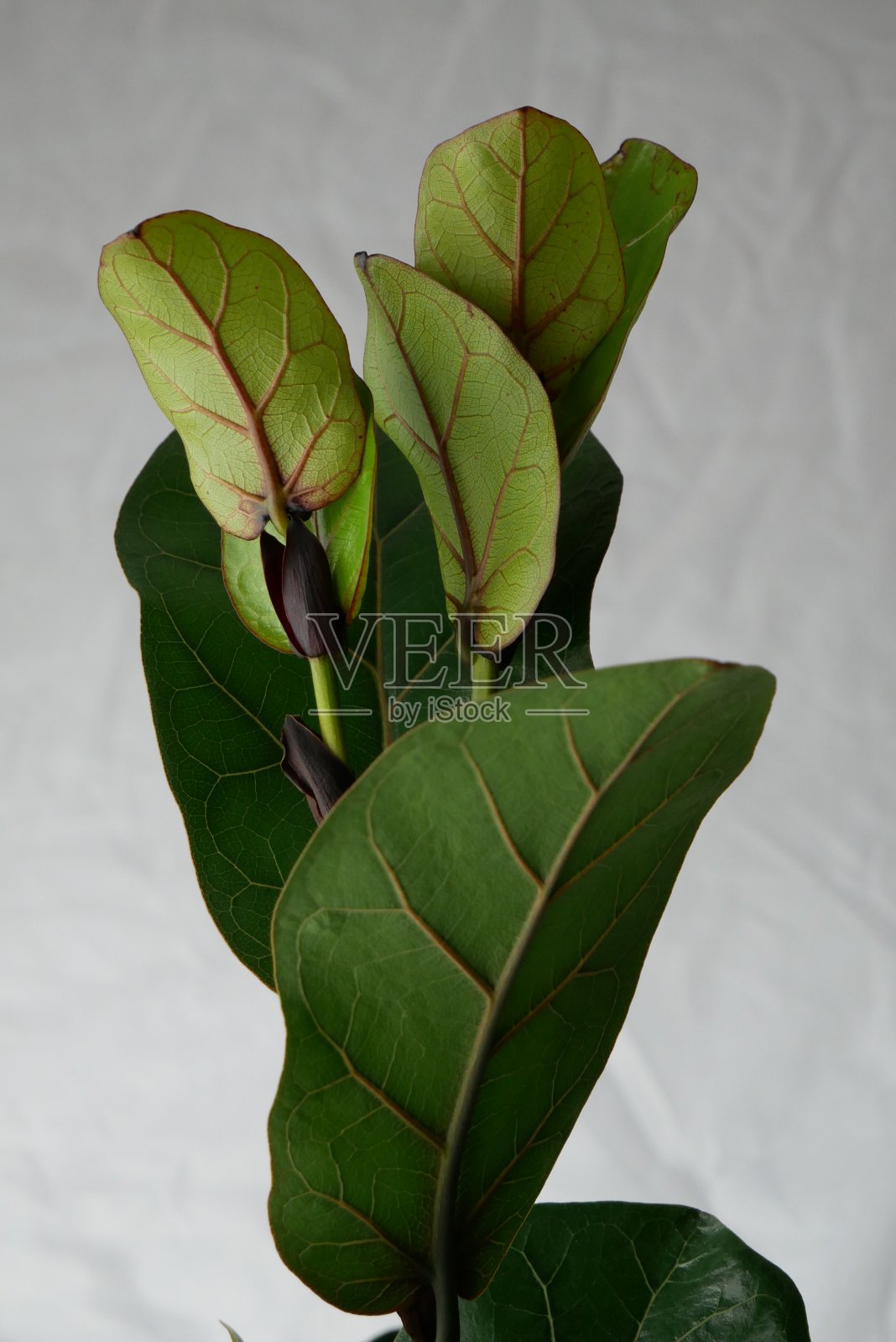 小提琴叶无花果上的新叶子照片摄影图片