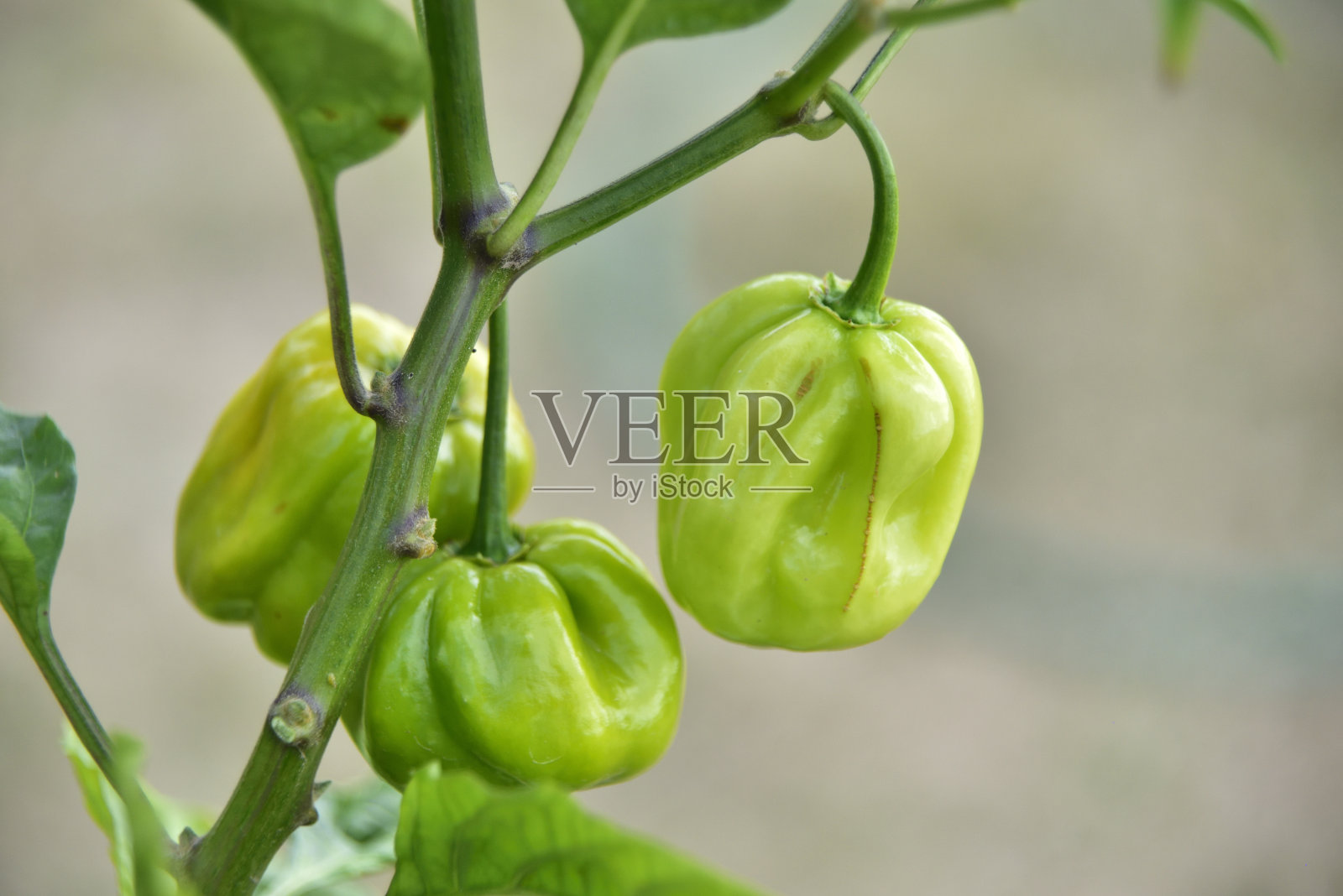 有机青椒是辣椒的植物茎照片摄影图片