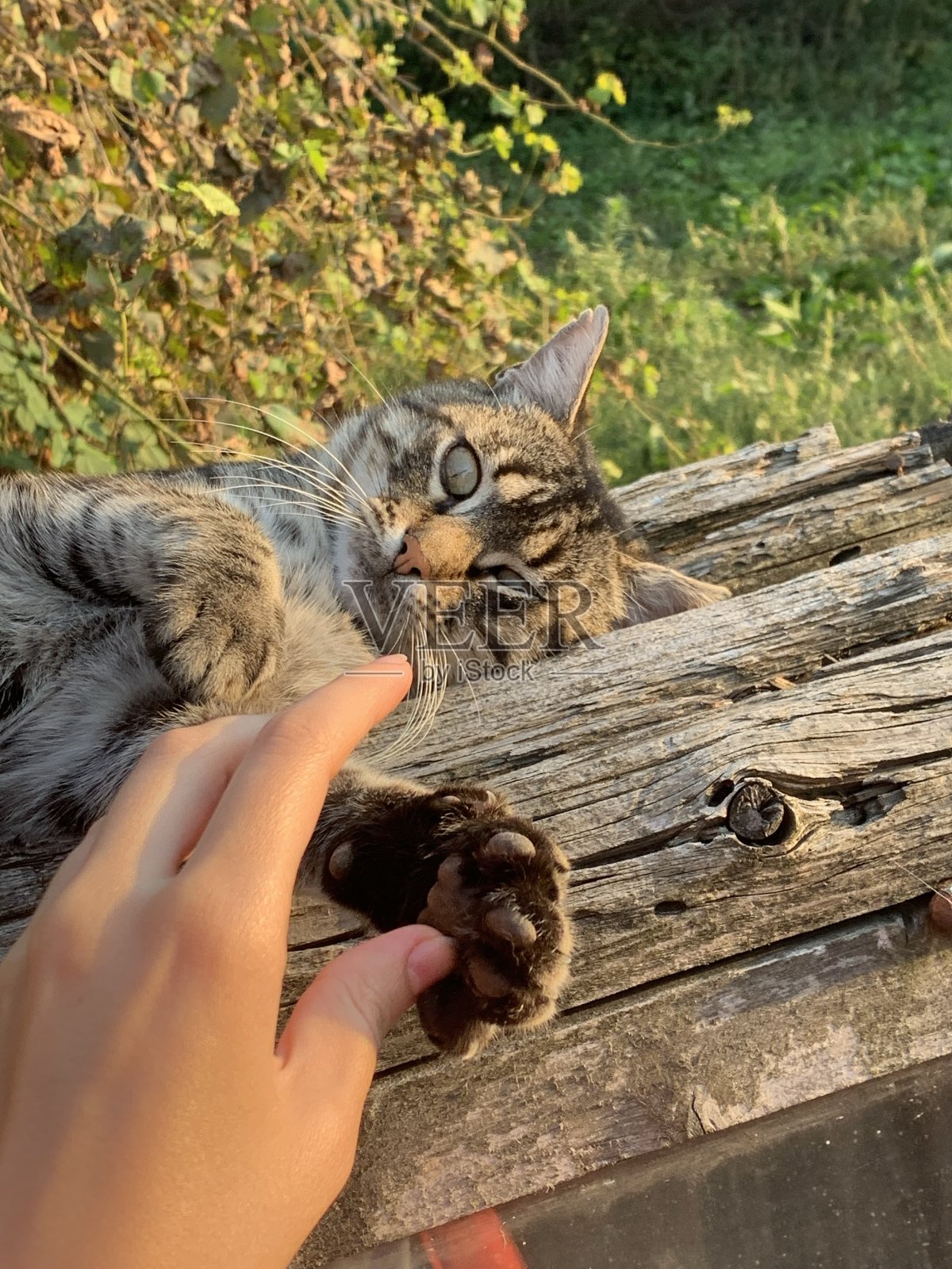 顽皮的条纹猫在自然村的特写照片摄影图片