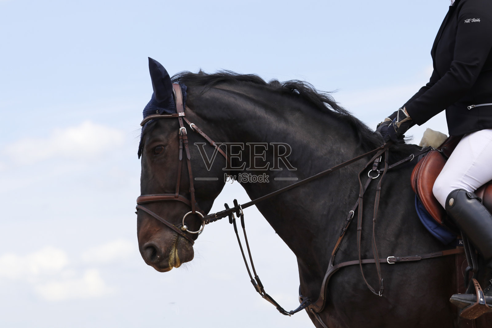 马的形象照片摄影图片