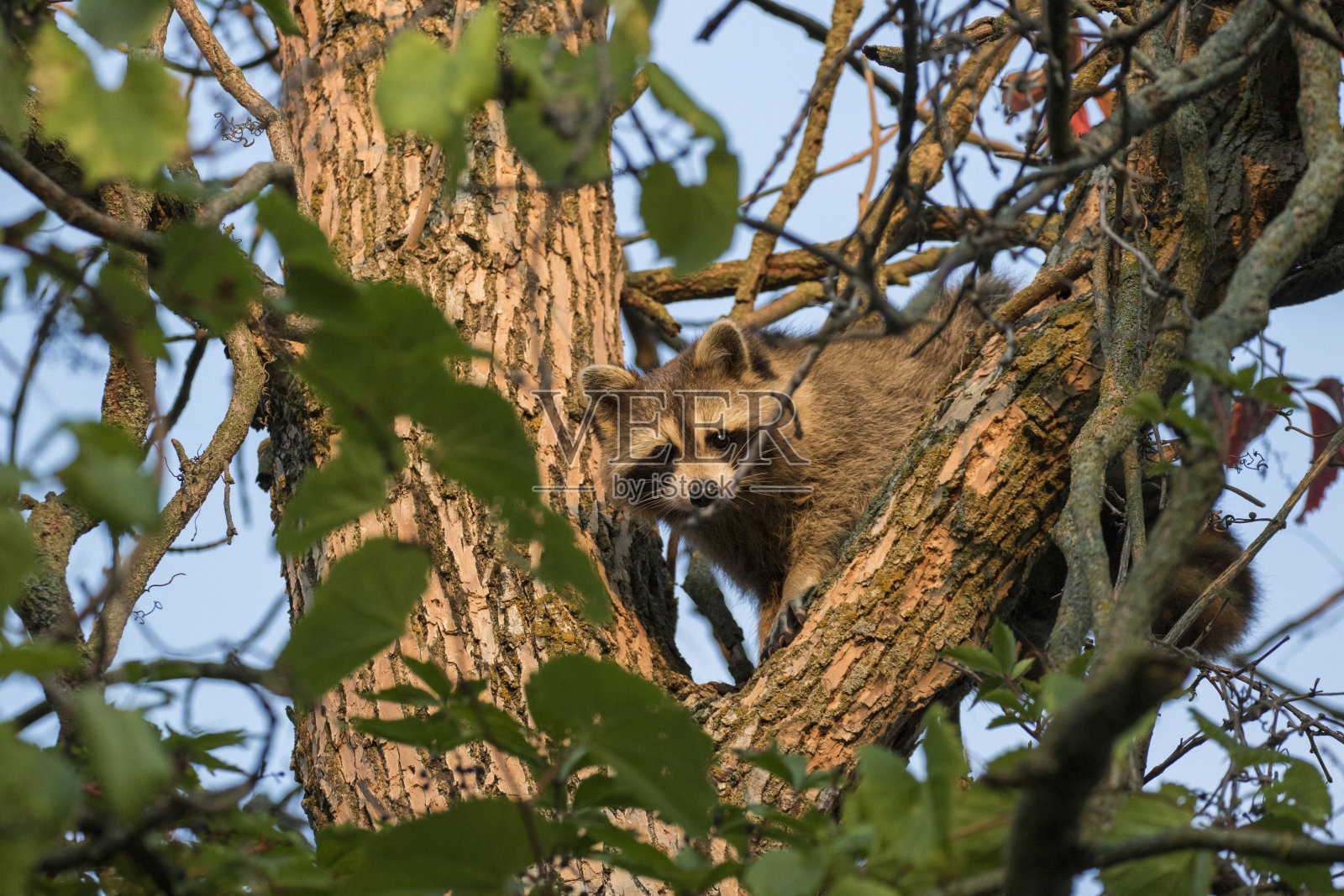 浣熊在晨光中照片摄影图片
