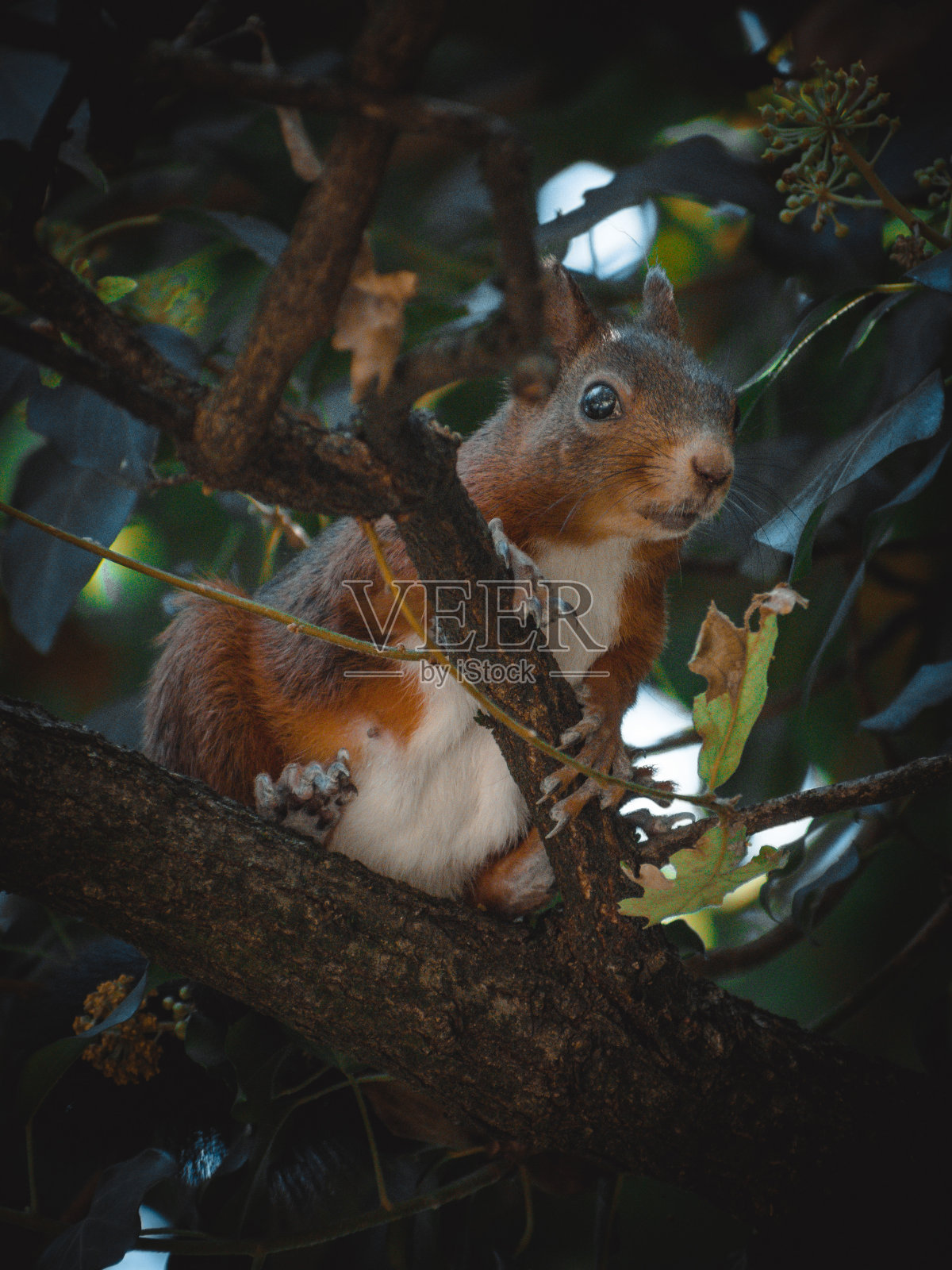 一只可爱的松鼠在树上休息照片摄影图片