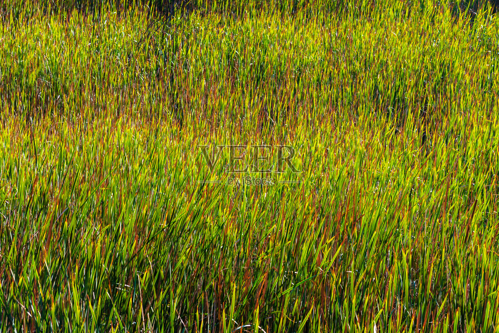 用绿色和黄色的植物纹理创造，色彩生动的植物生长在水中。照片摄影图片