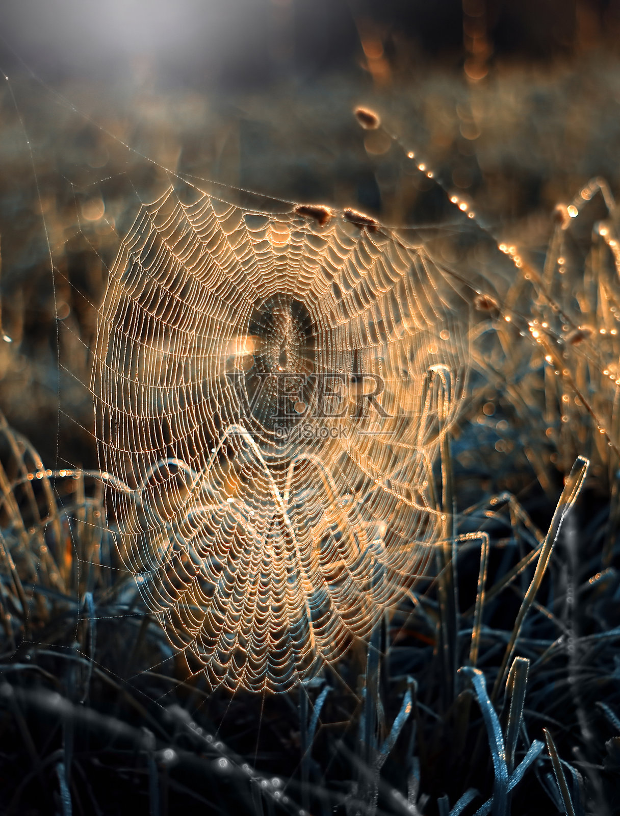 秋天的蜘蛛网照片摄影图片