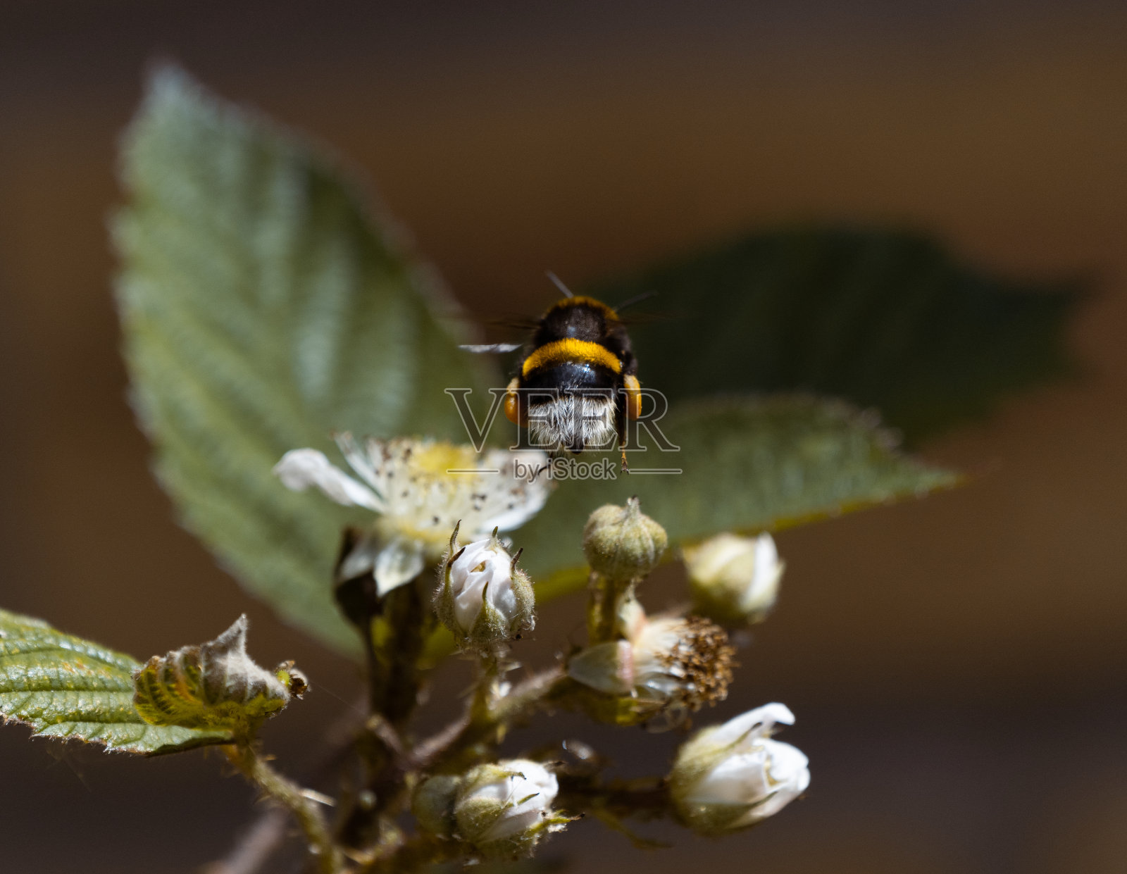 飞行中的蜜蜂伸手去摘黑莓花照片摄影图片