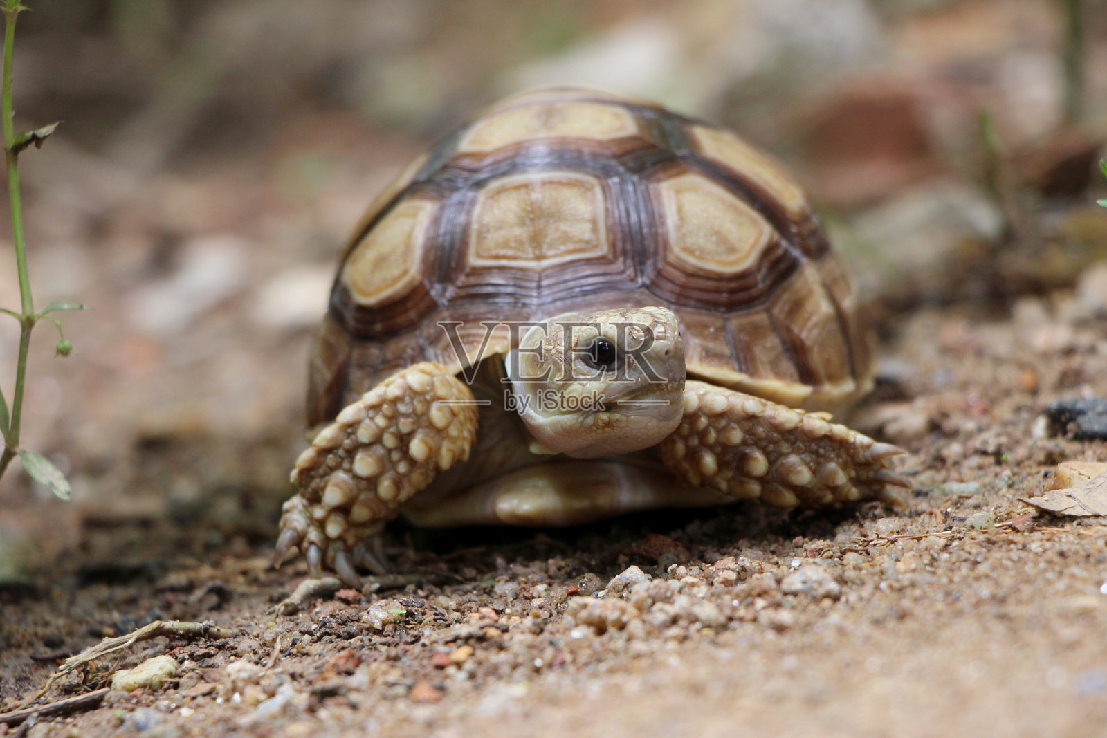 非洲Sulcata陆龟自然栖息地照片摄影图片