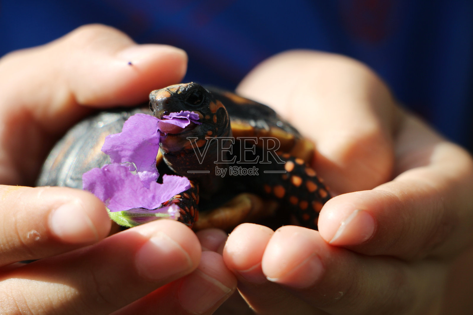 可爱的红脚龟宝宝在大自然中，红脚龟(石炭龟)照片摄影图片