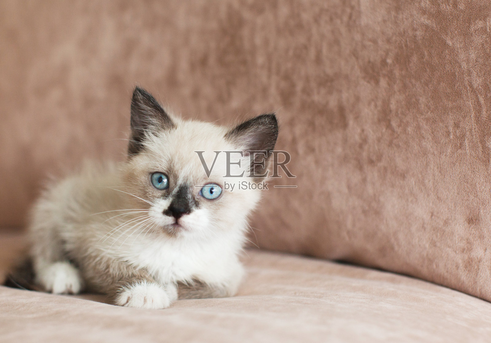 小猫在沙发上照片摄影图片