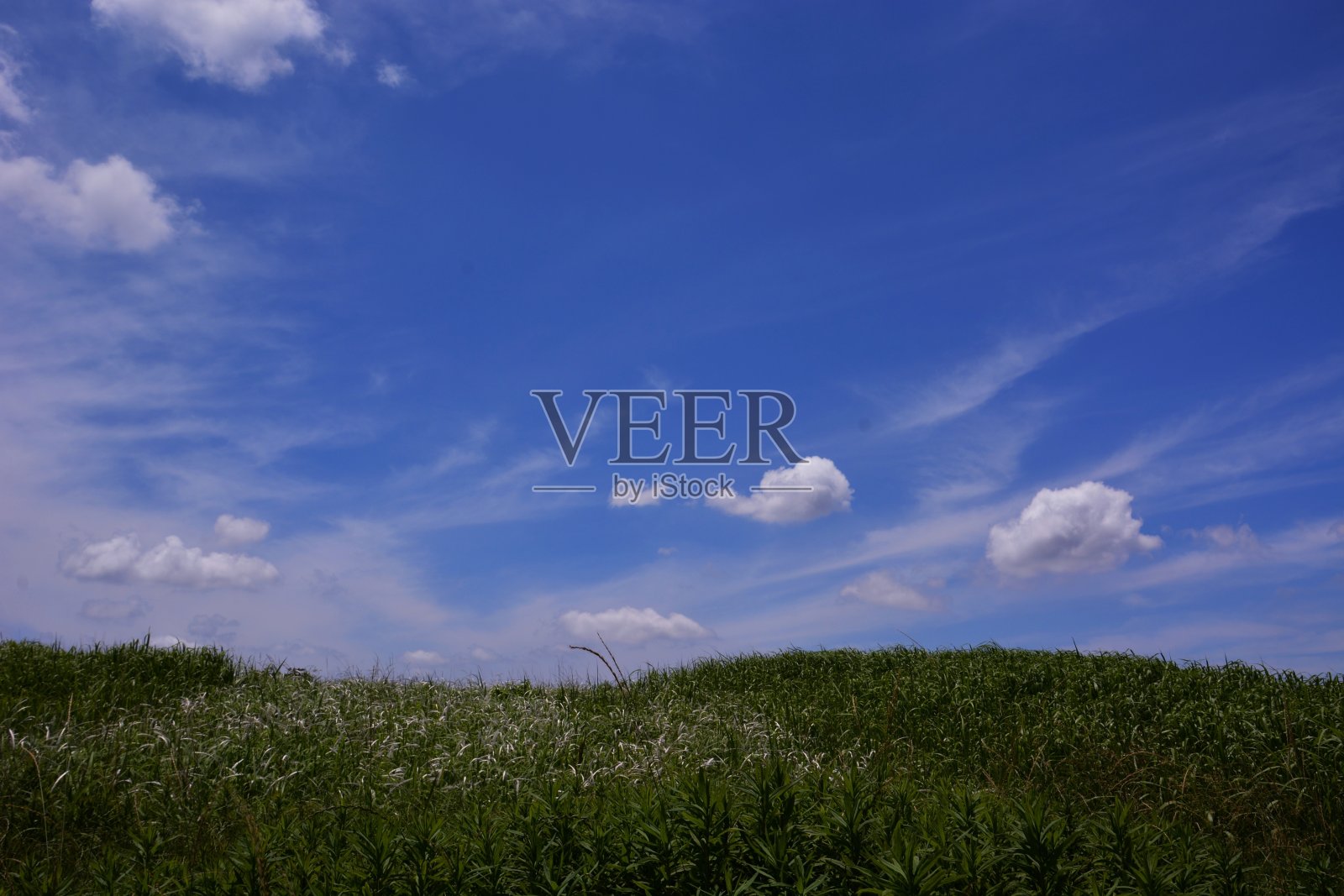 蓝天白云，百花盛开。照片摄影图片