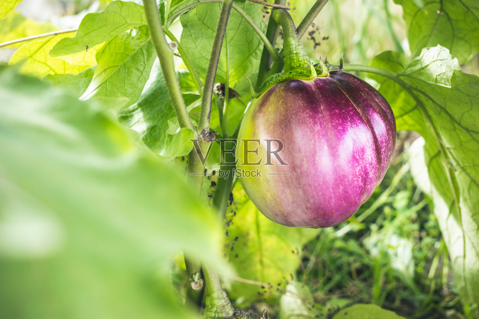 成熟的茄子在温室的树枝上。新鲜的茄子。生物农业的概念照片摄影图片