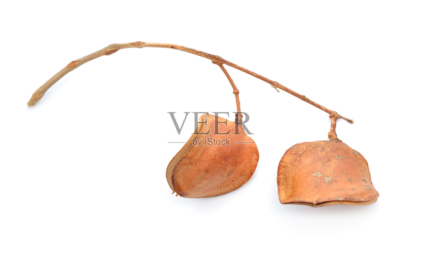 蓝花楹mimosifolia。它也被称为蓝花楹、蓝蓝花楹、黑poui或蕨树。孤立的照片摄影图片