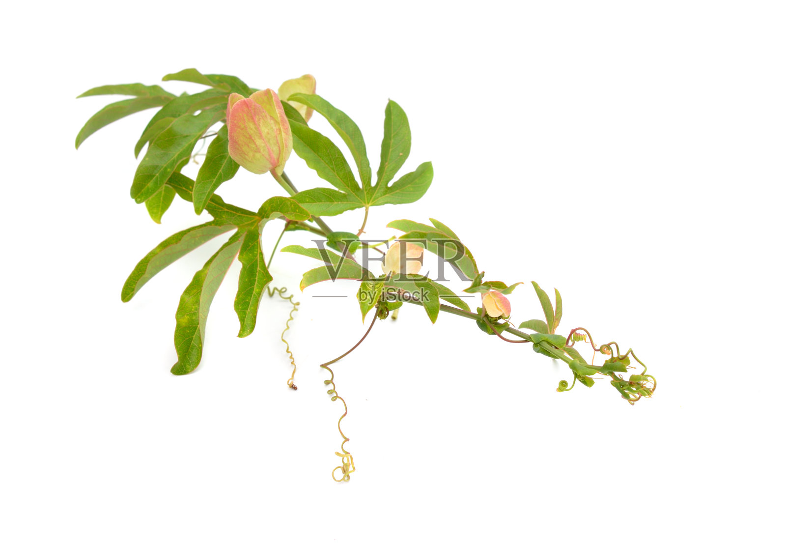 西番莲，又称西番莲花或西番莲藤。孤立在白色背景上。照片摄影图片