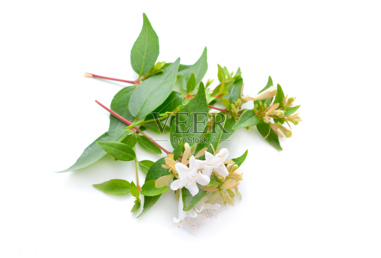 大花莲或大花莲。在白色背景上隔离照片摄影图片