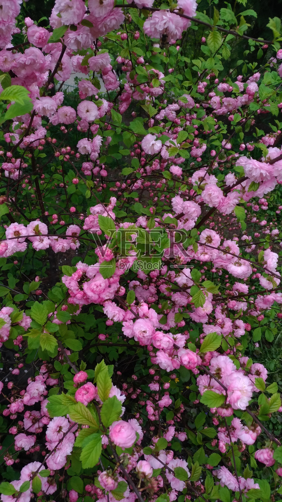 长满粉红色花朵的绿色灌木照片摄影图片