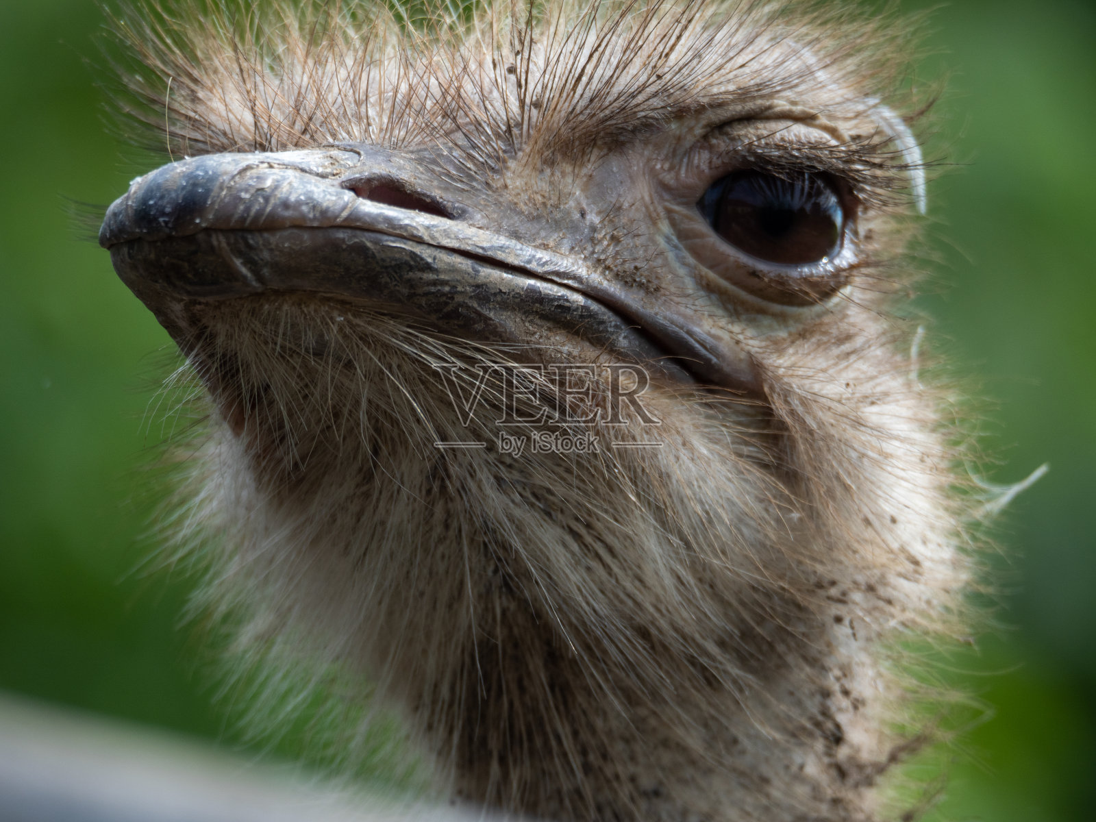 靠近鸵鸟头照片摄影图片