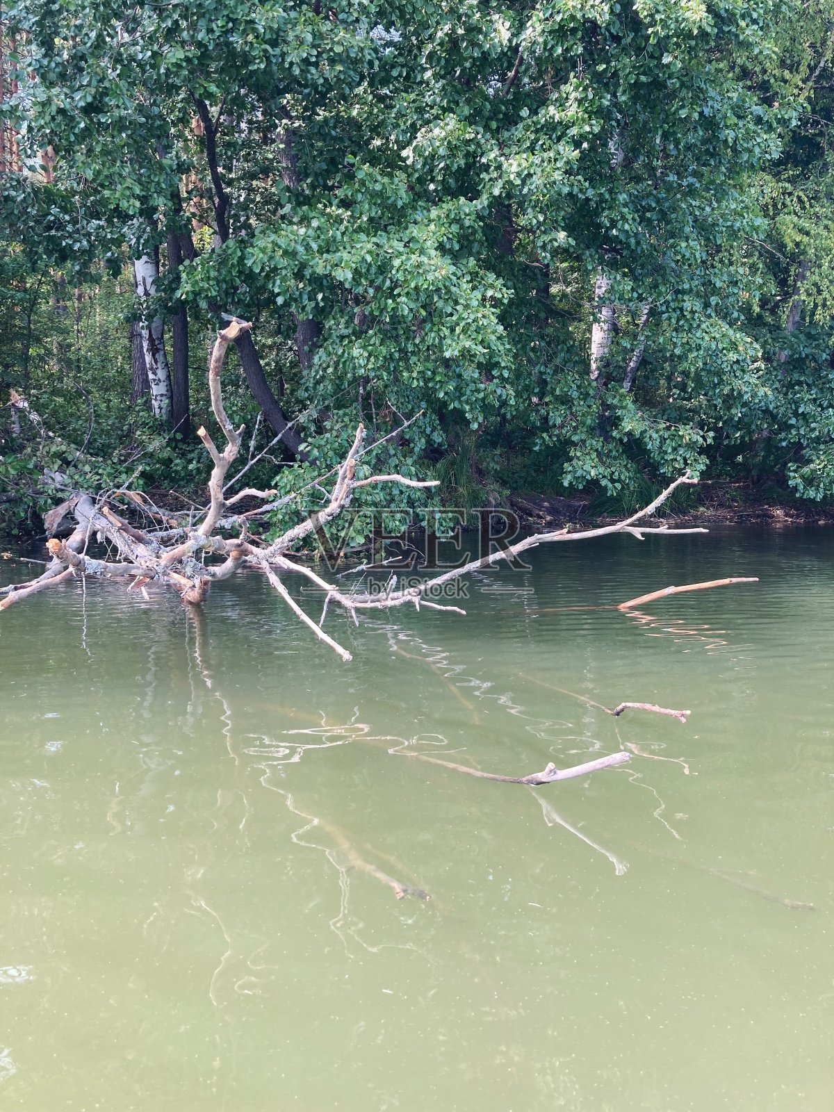 树木倒映在湖面上照片摄影图片