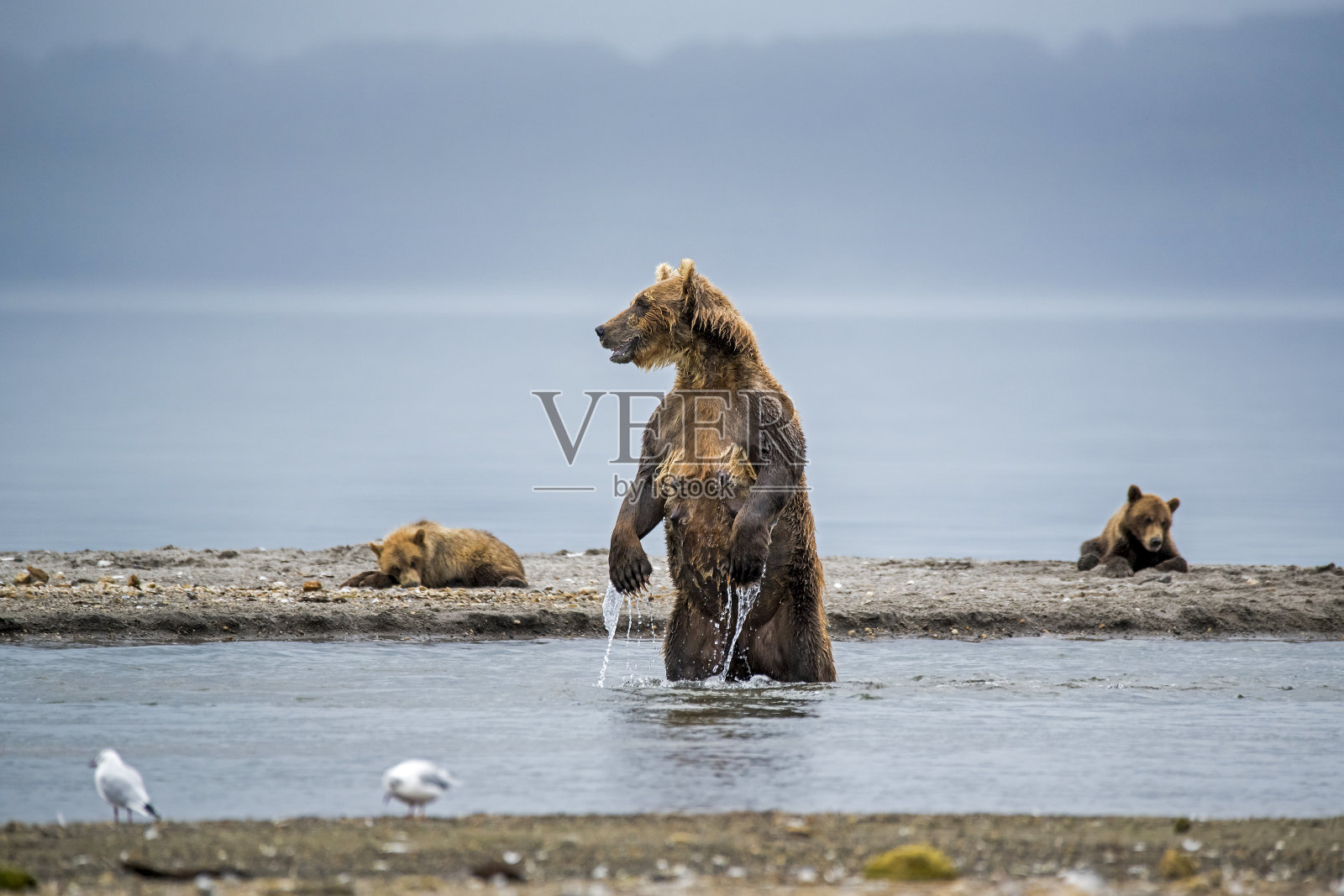 站着的棕熊在寻找食物，千岛湖，堪察加半岛，俄罗斯照片摄影图片