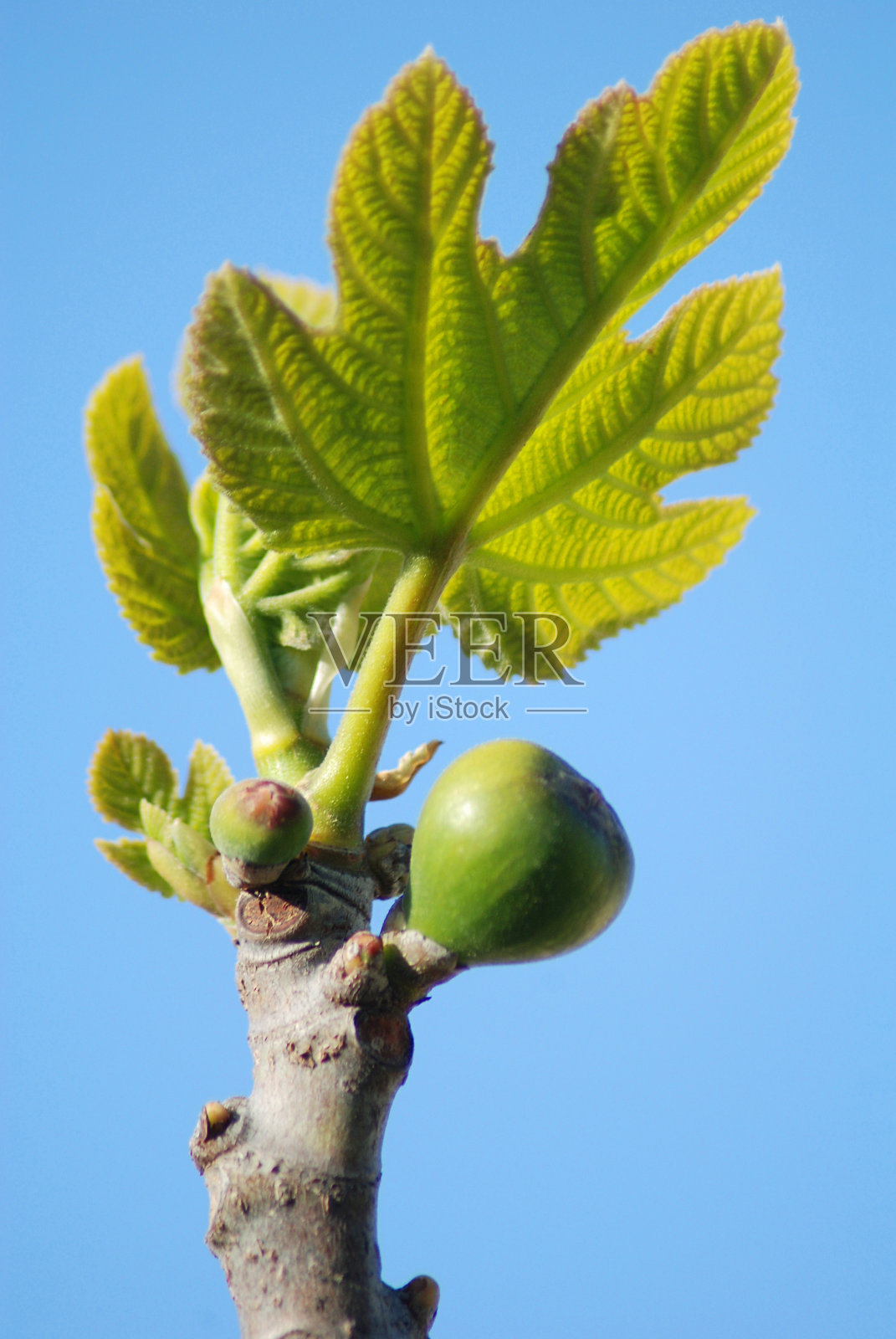无花果树枝照片摄影图片