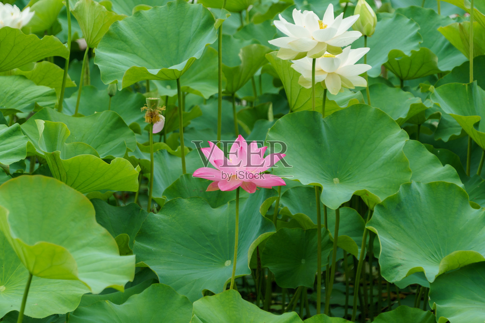 深绿色的荷叶映衬着粉红色和白色的荷花照片摄影图片