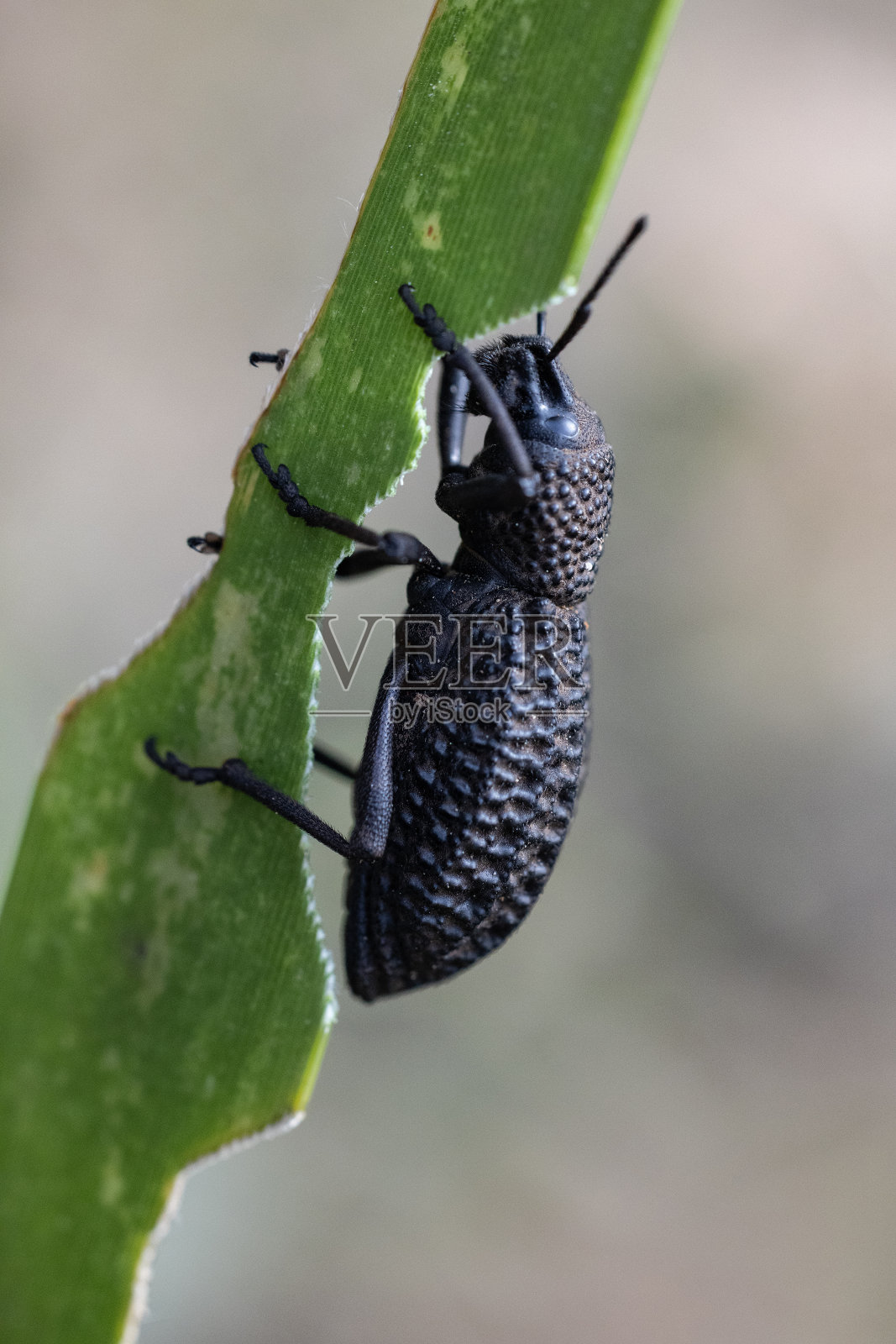 黑色的象甲虫照片摄影图片
