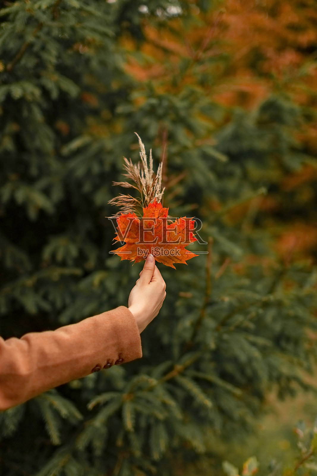 在一个秋天的日子里，手捧一束带着枫叶的秋花束照片摄影图片