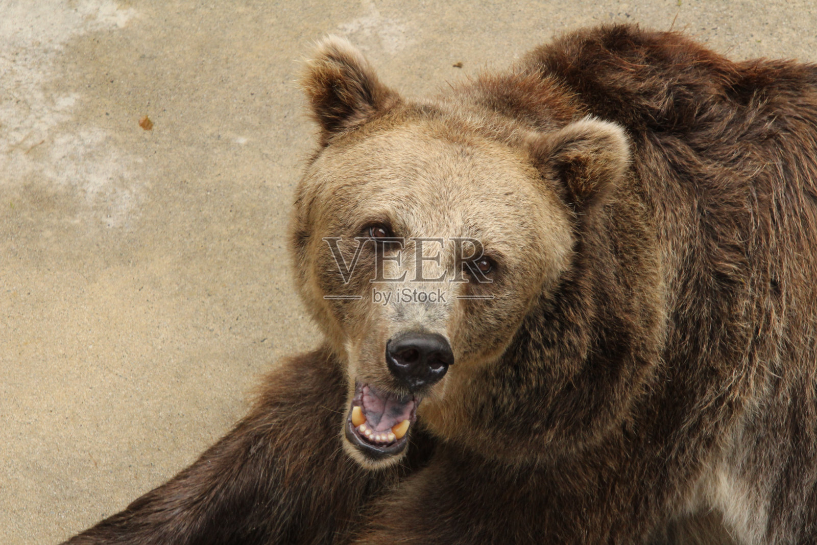 咆哮的熊照片摄影图片