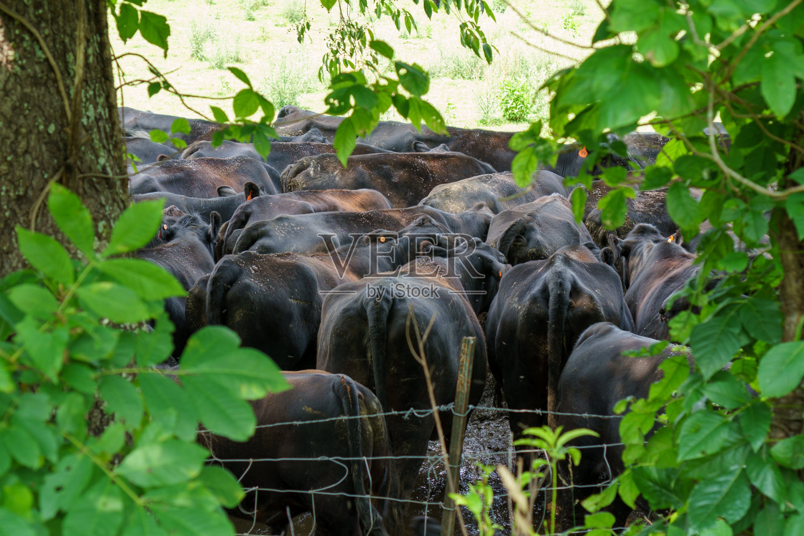 牛群挤在篱笆后的一块地里照片摄影图片