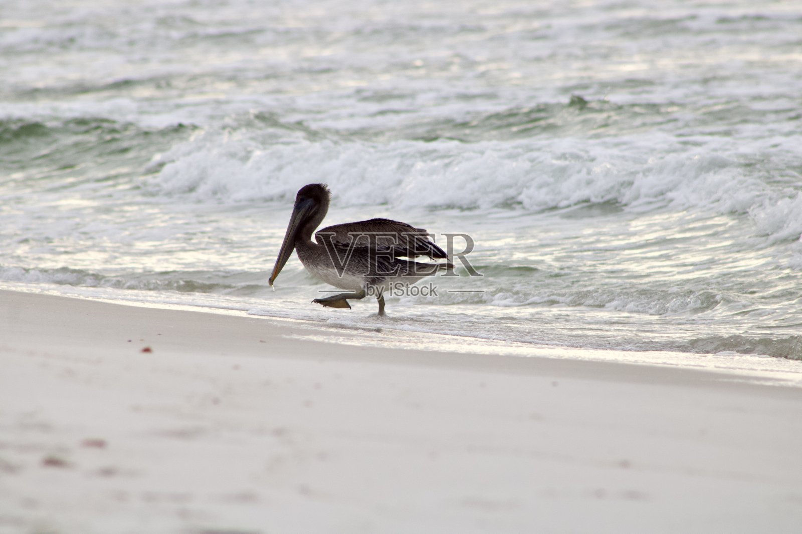 褐鹈鹕照片摄影图片