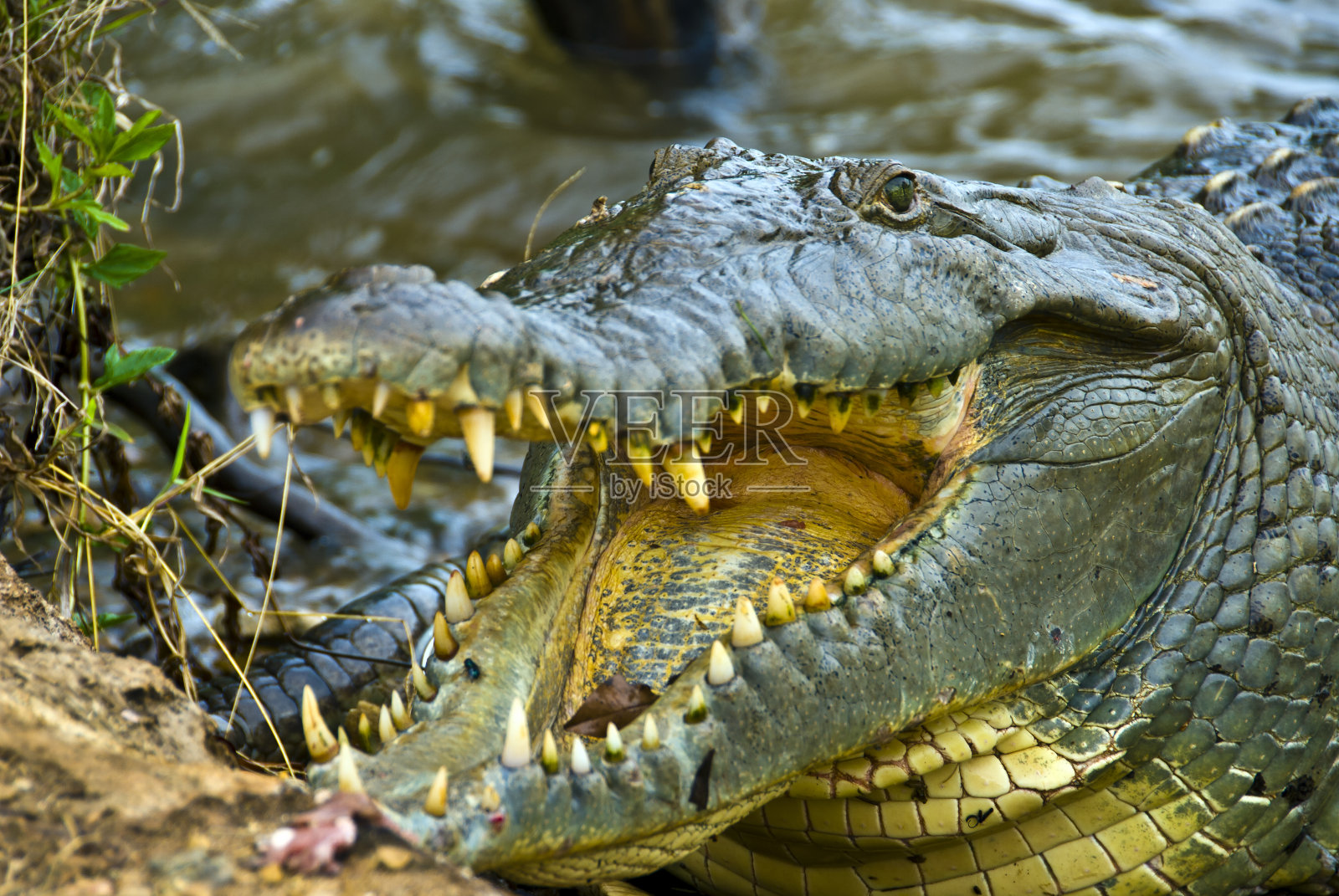 巴拿马，科伊巴海洋公园照片摄影图片