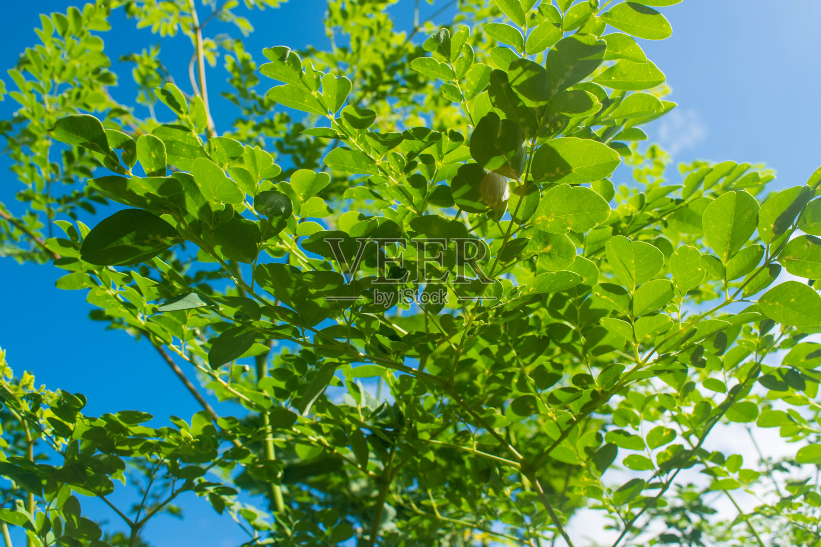 辣木或马龙盖树叶在蓝色的天空背后。辣木在菲律宾、印度、孟加拉国的烹饪中使用，具有抗病毒、抗抑郁、抗真菌和抗炎的特性。照片摄影图片