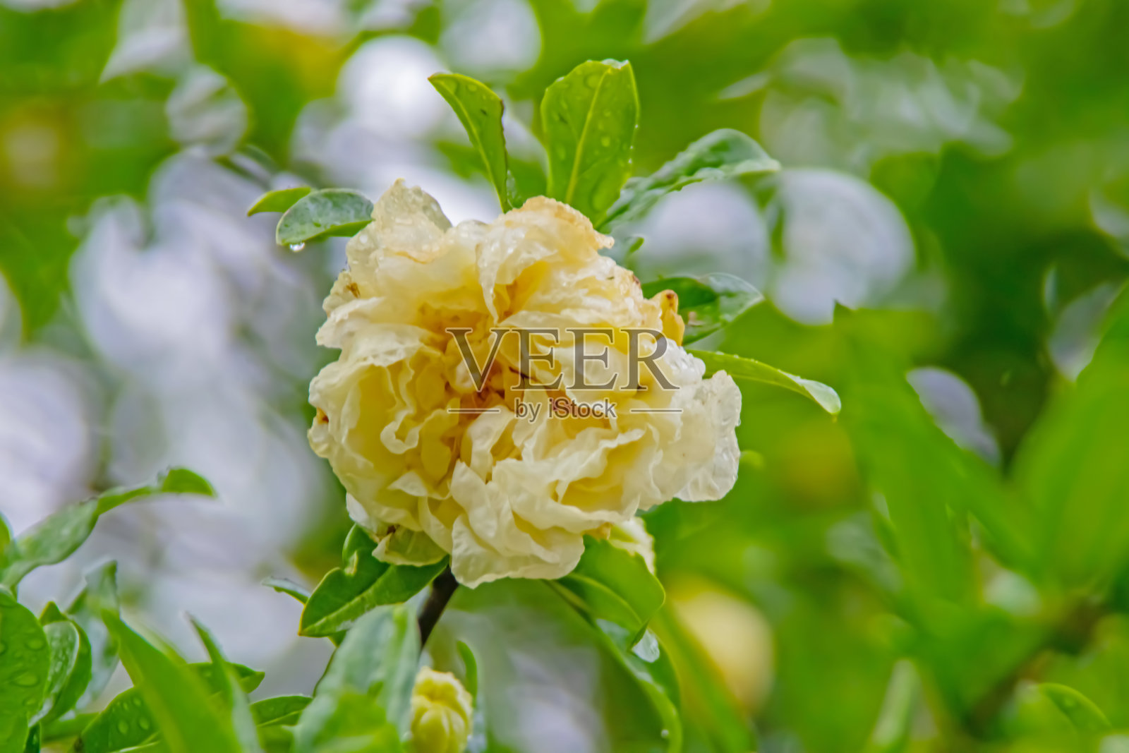 石榴树，叶绿，花白照片摄影图片