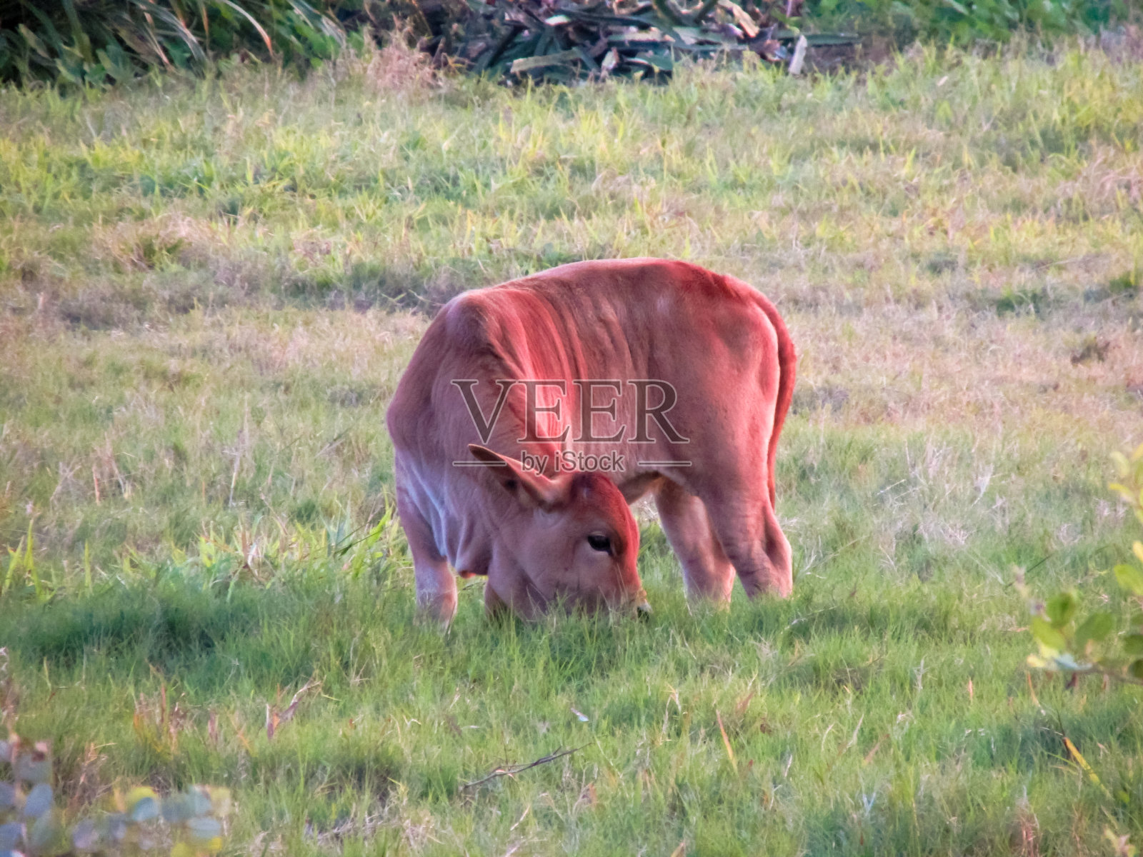一只棕色的小牛在绿色的田野里吃草照片摄影图片