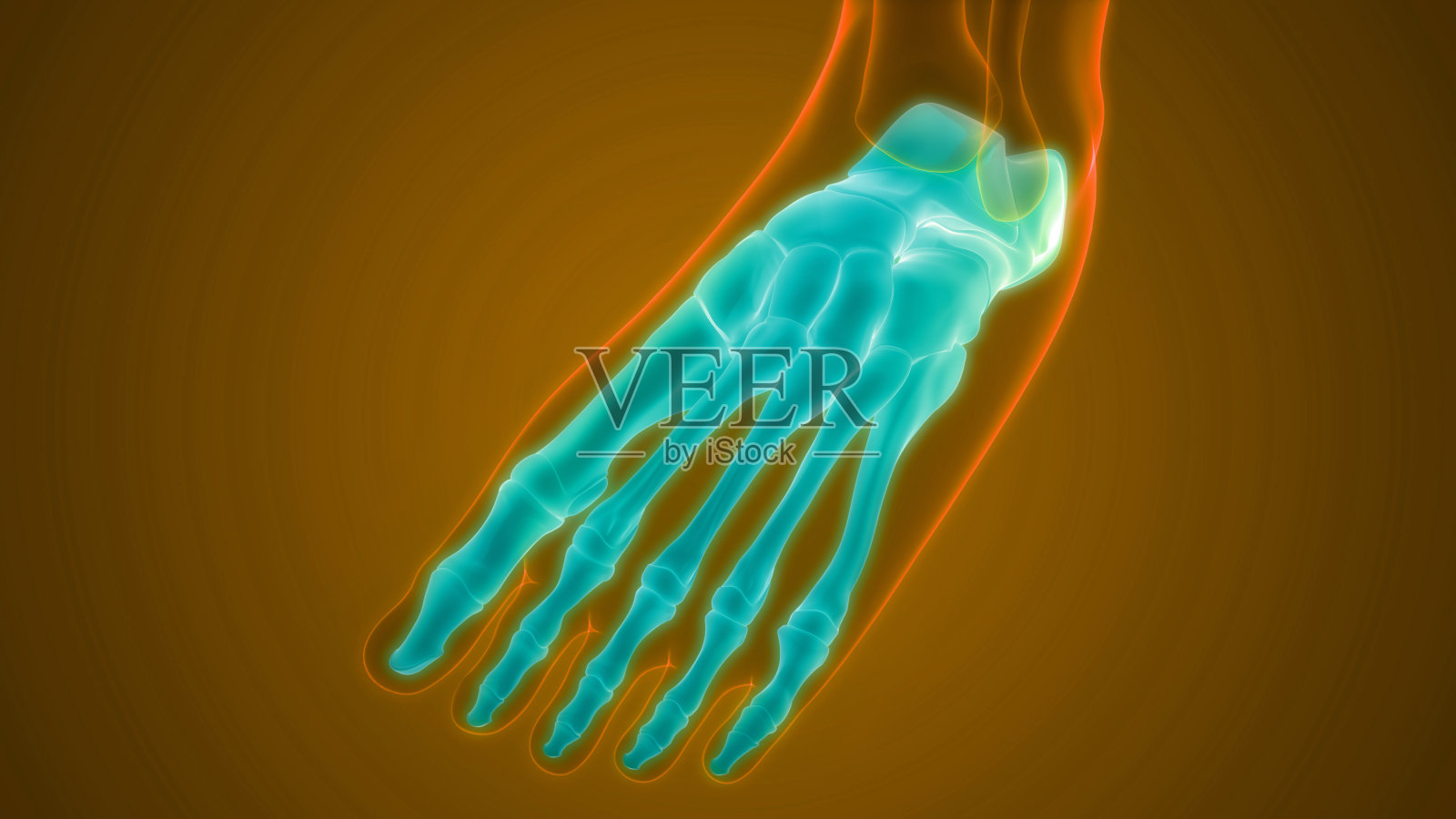 人体骨骼系统足关节解剖学照片摄影图片
