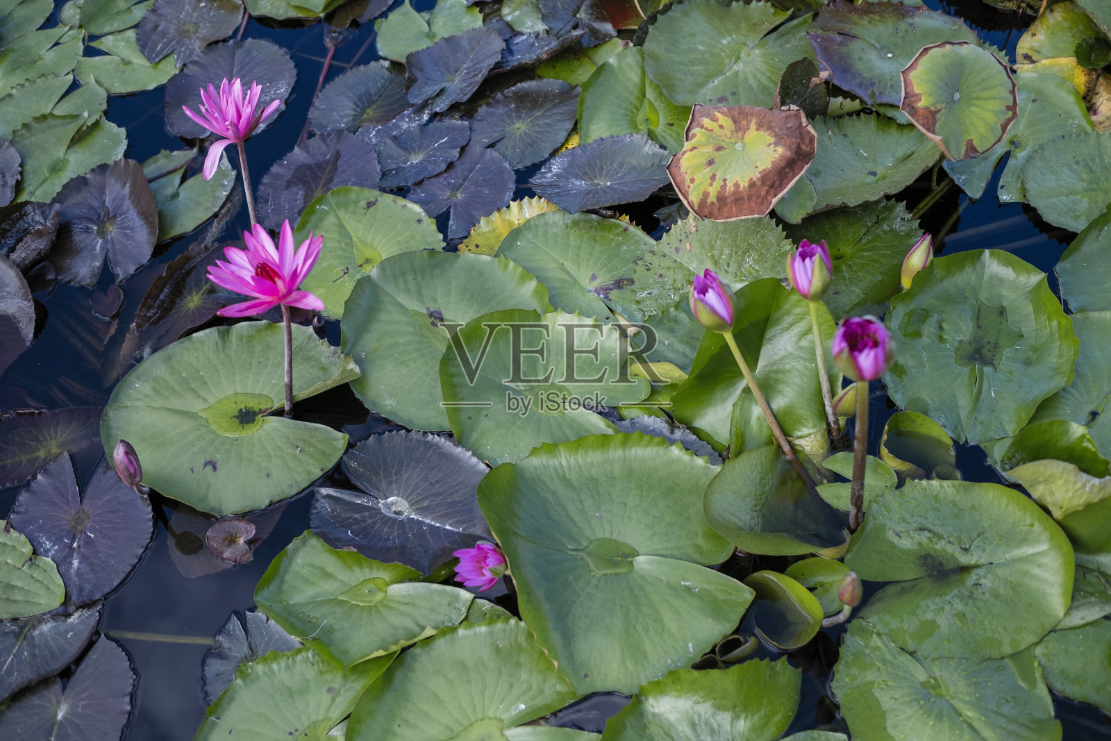 池塘中白色睡莲的野花。照片摄影图片