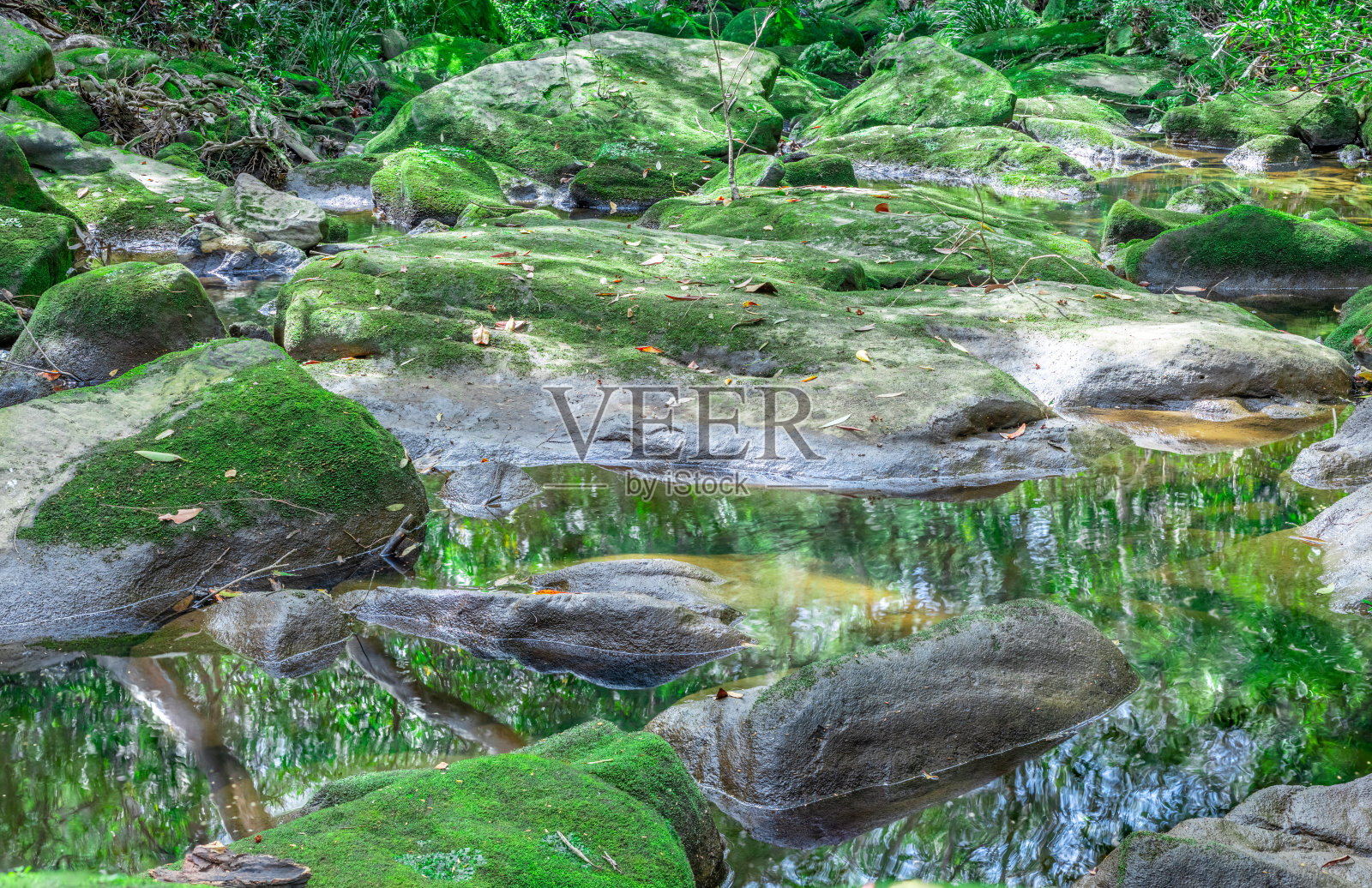 澳大利亚新南威尔士州悉尼国家公园的河床，可爱的绿色岩石上生长着苔藓和小植物照片摄影图片