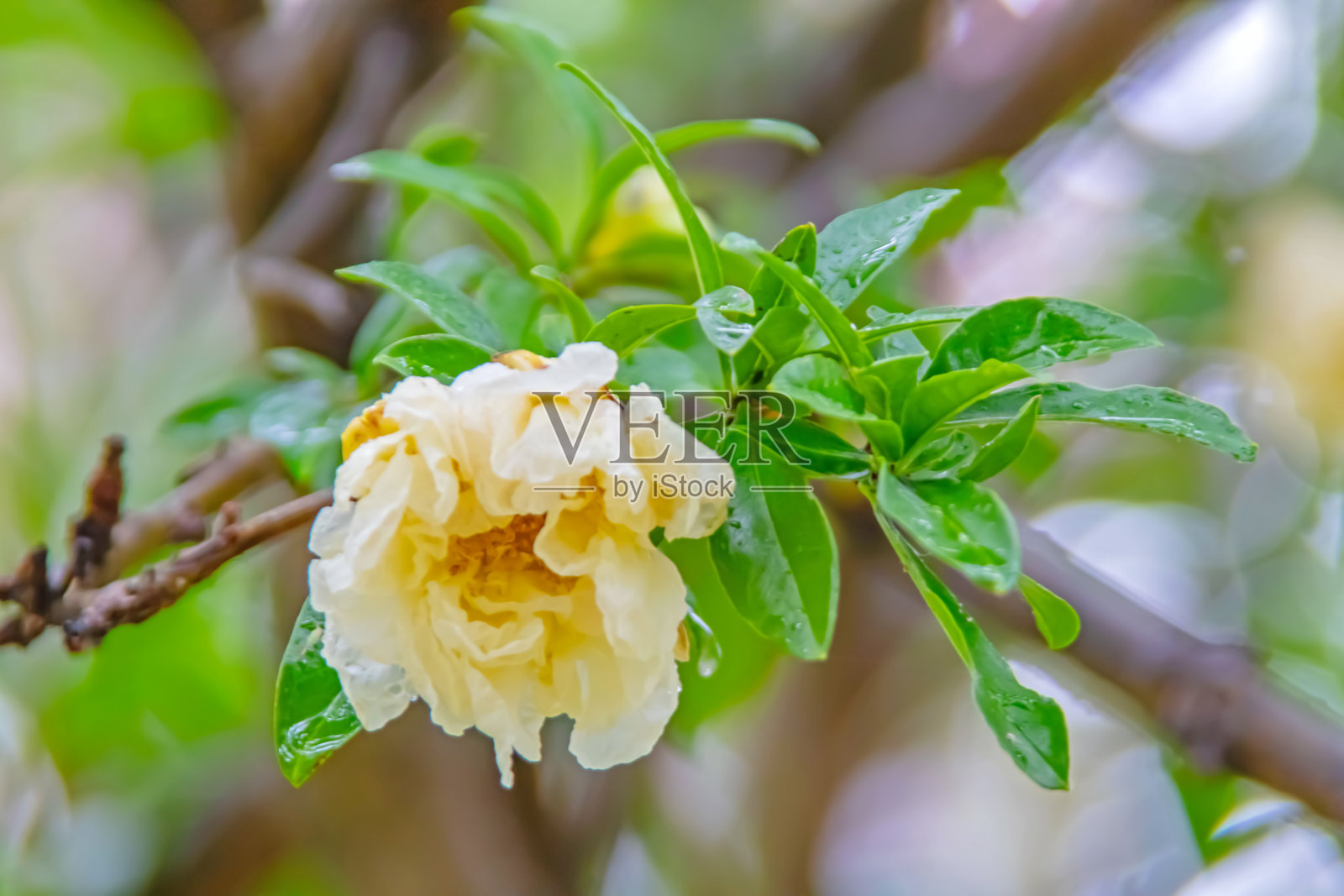 石榴树，叶绿，花白照片摄影图片