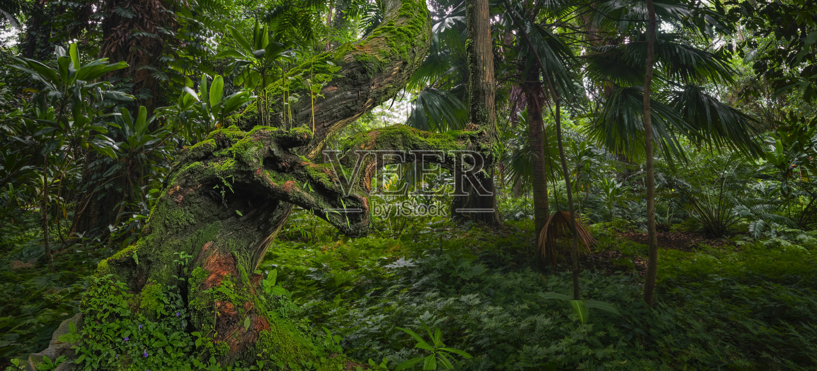 热带丛林照片摄影图片