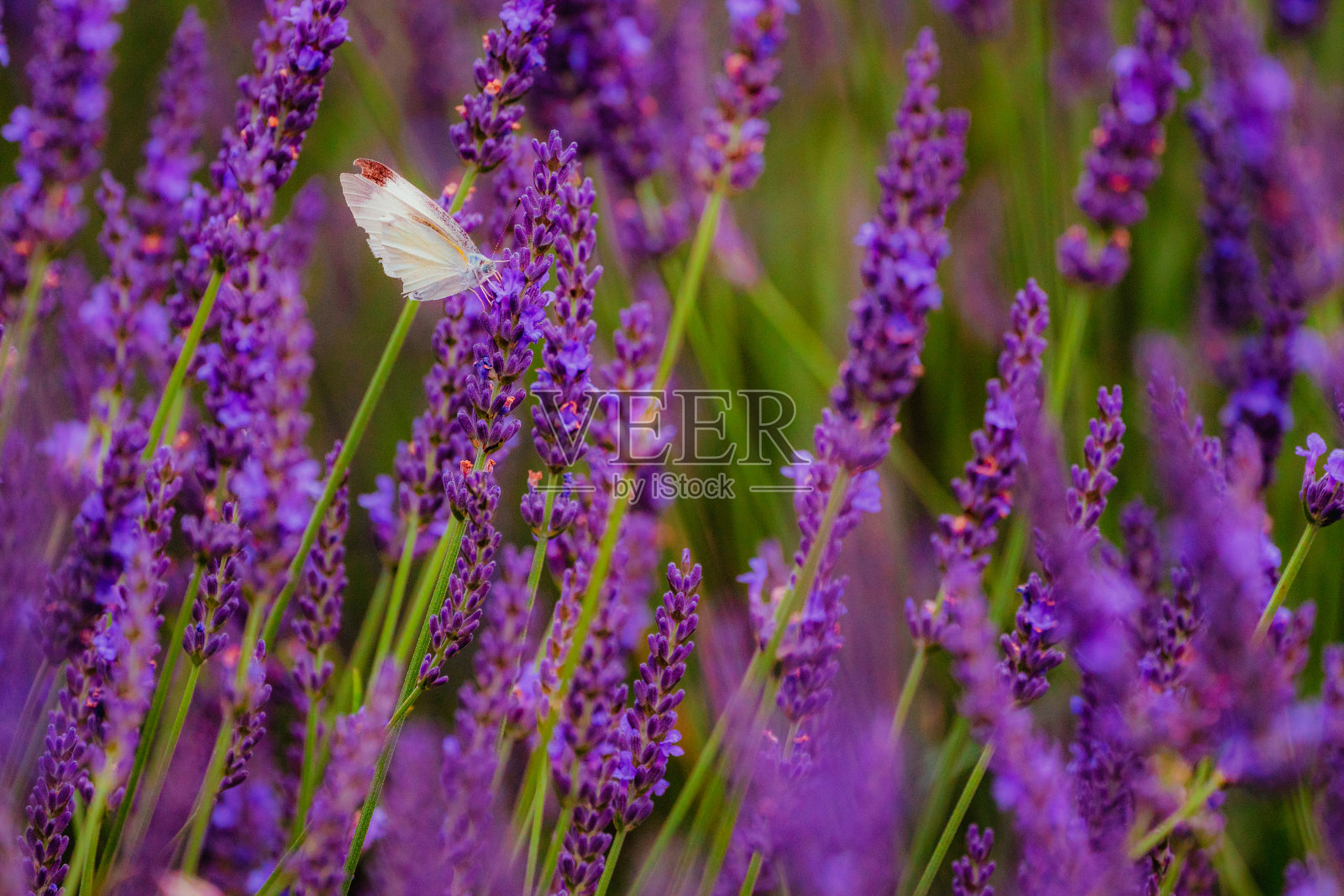 8月8日，一只白色蝴蝶在薰衣草花园周围飞舞。2021年在群马县照片摄影图片