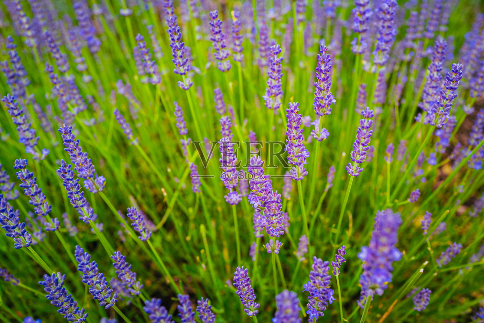 2021年8月，群马高原夏季薰衣草盛开照片摄影图片