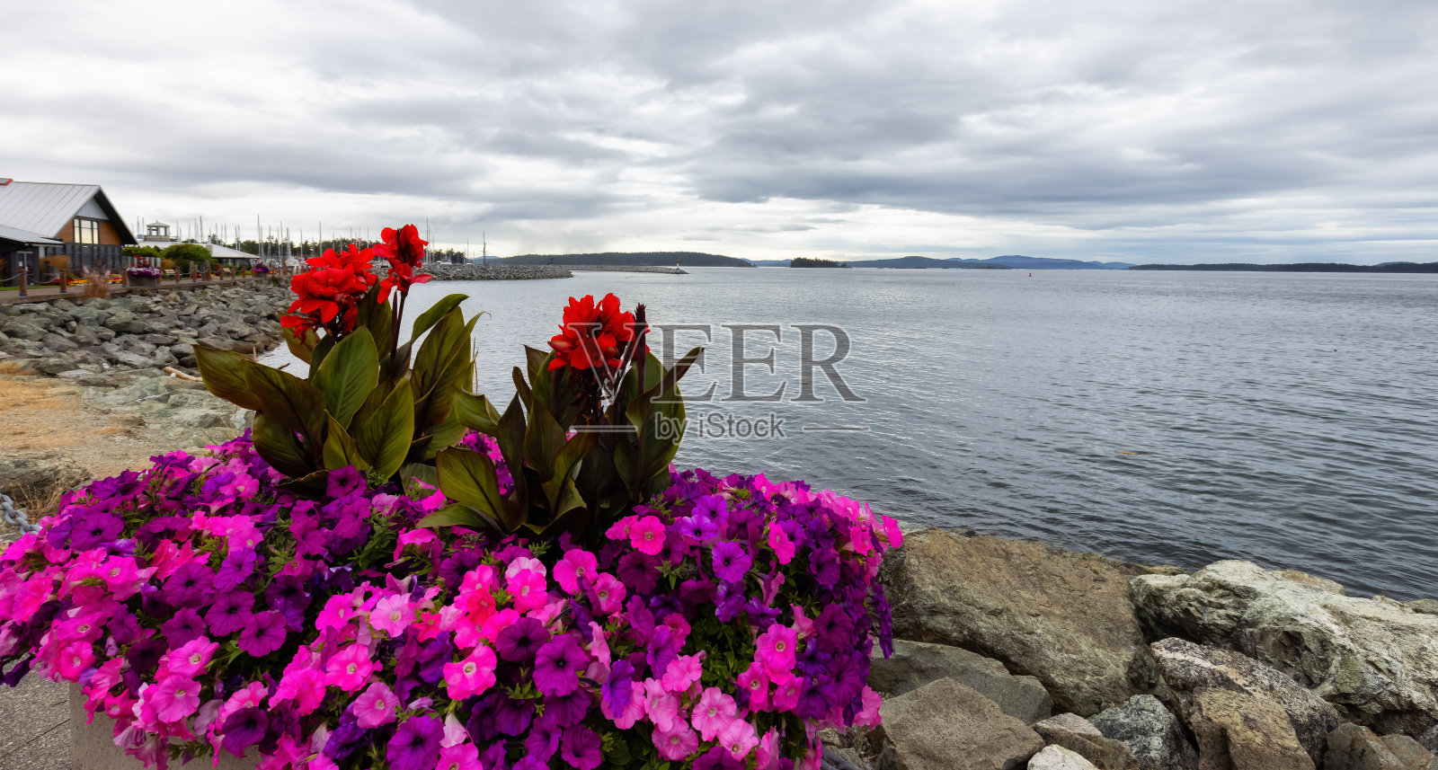 太平洋沿岸鲜花盛开的景色照片摄影图片