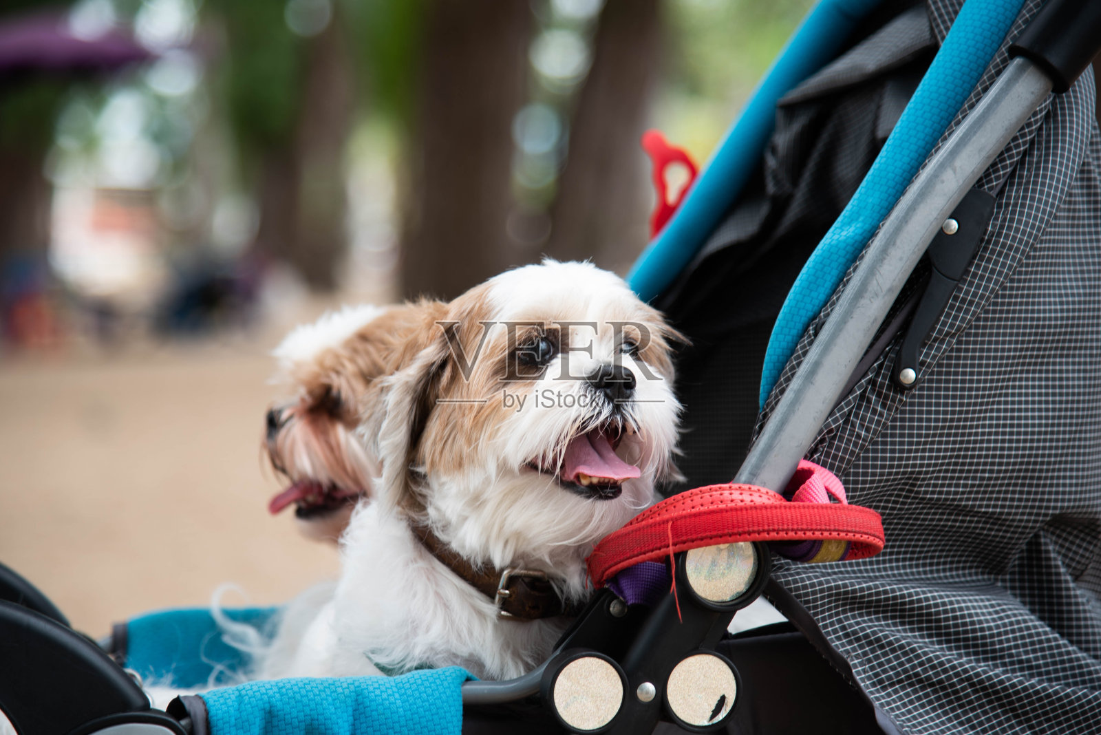 这些狗被放在一辆儿童推车里。照片摄影图片