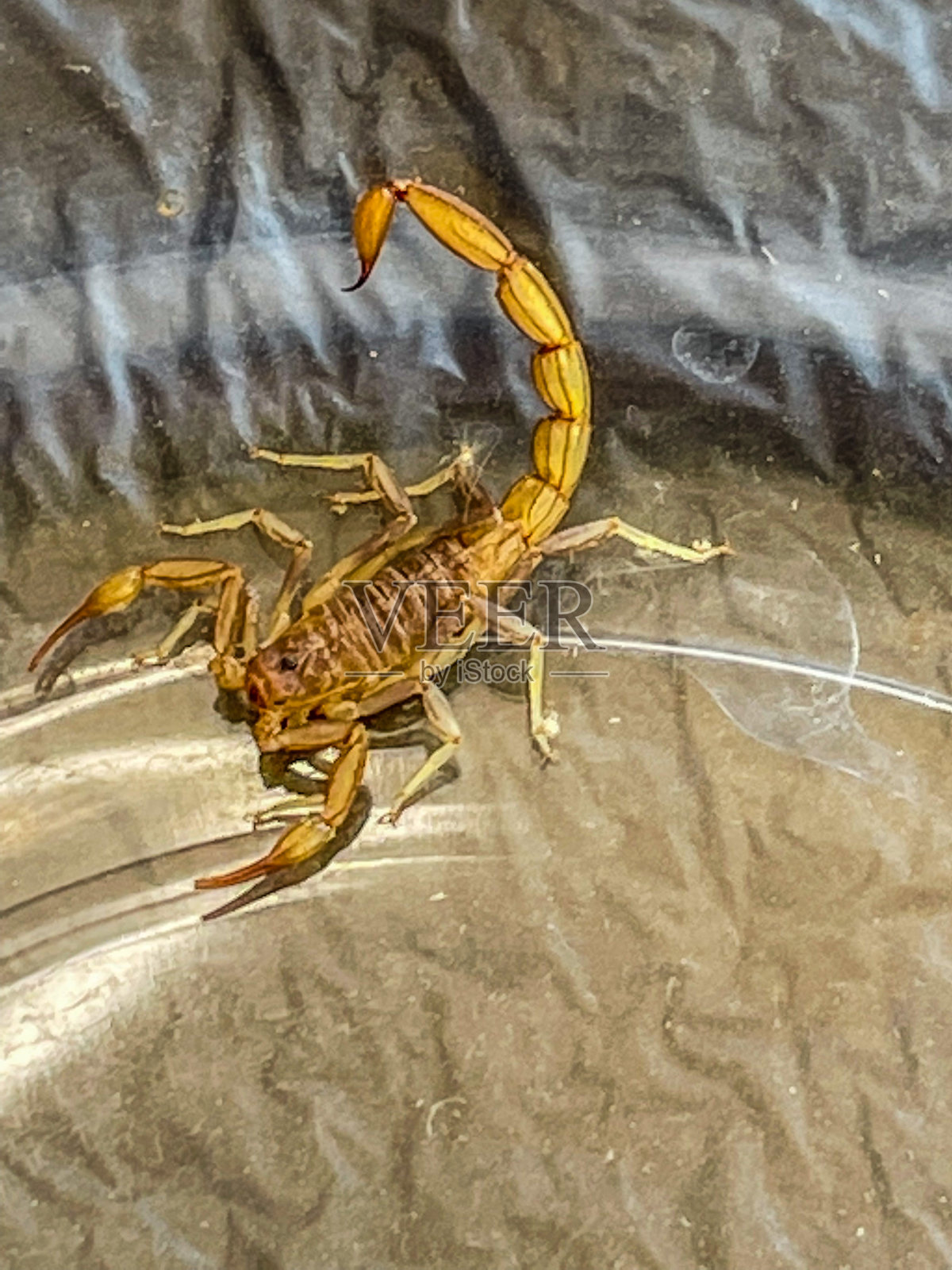 加州布朗蝎子照片摄影图片