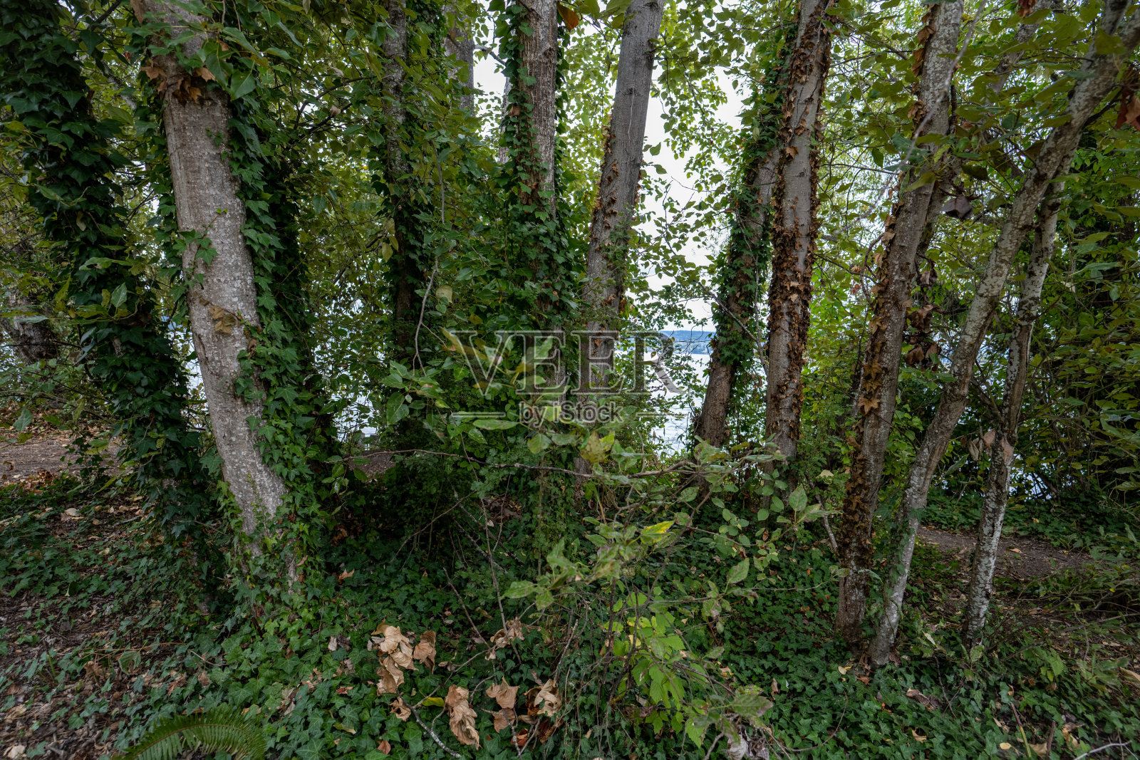 Magnuson公园照片摄影图片